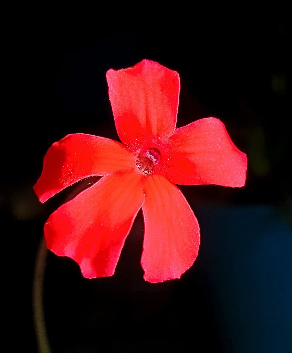 Pinguicula Laueana (Carnivorous Plant)