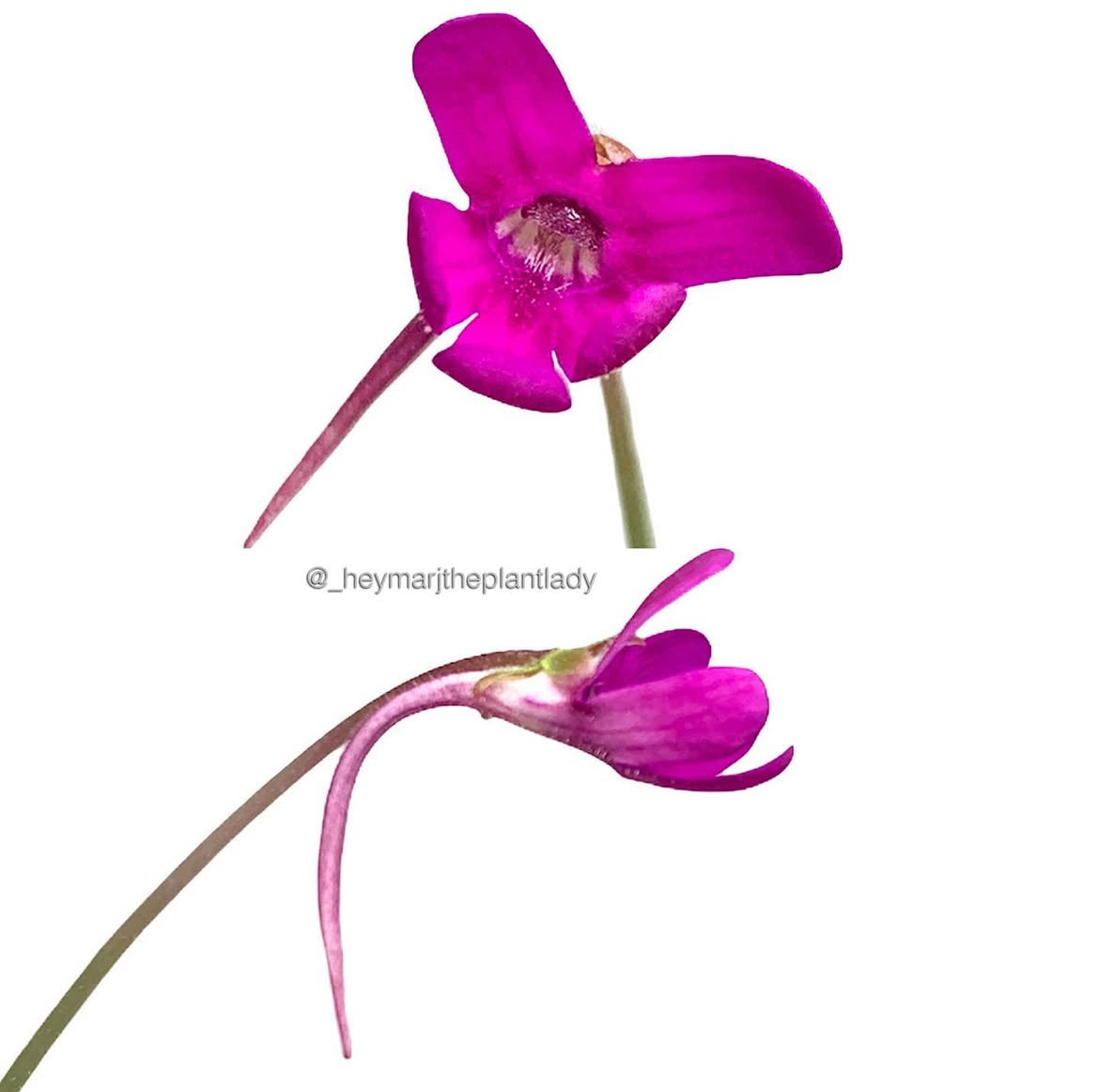 Pinguicula Ehlersiae x Mesophytica (Carnivorous Plant)