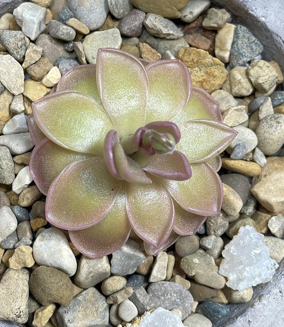 Pinguicula Ehlersiae x Mesophytica (Carnivorous Plant)