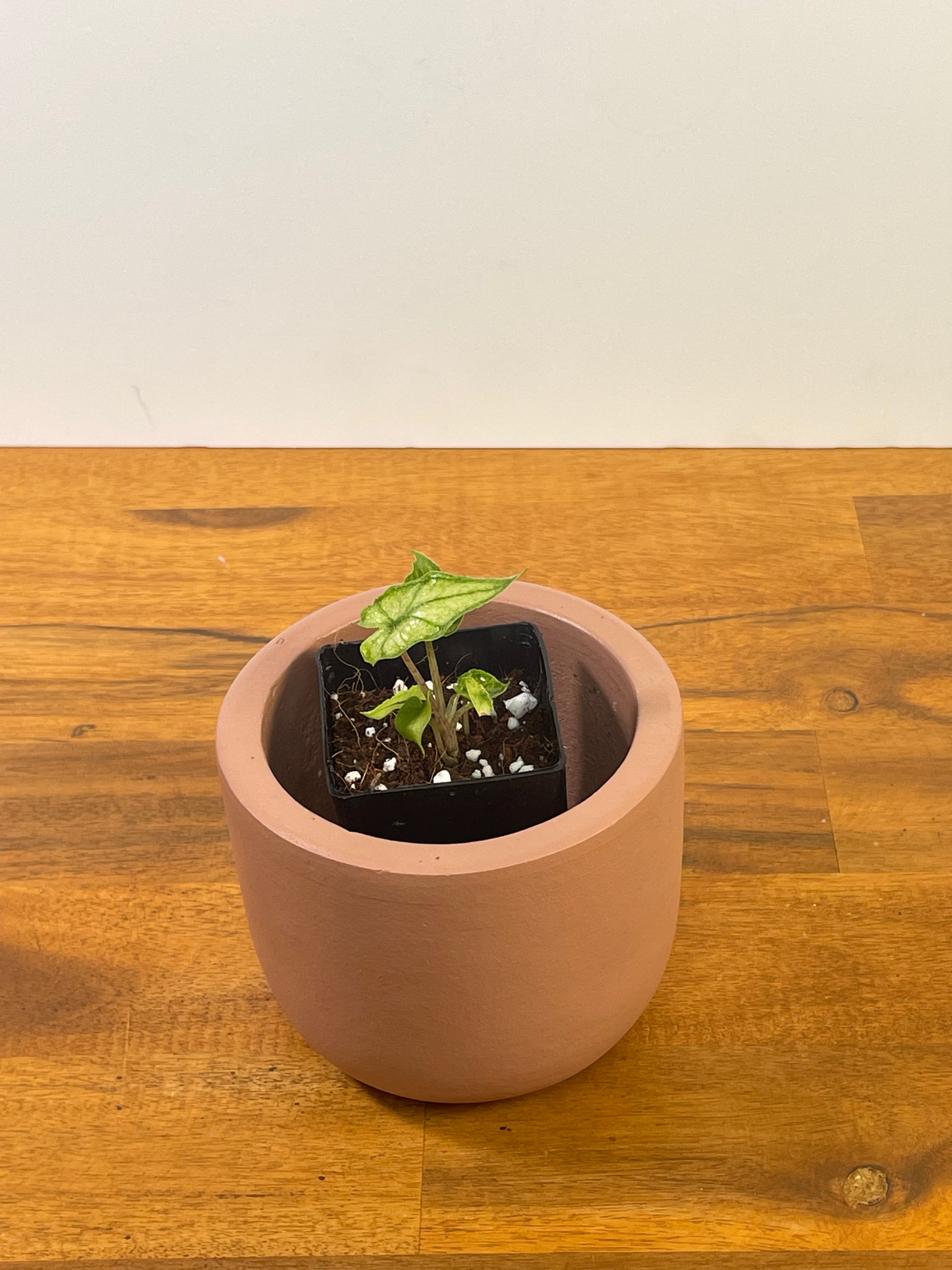 Alocasia Jacklyn Mint/Ghost- Plant B