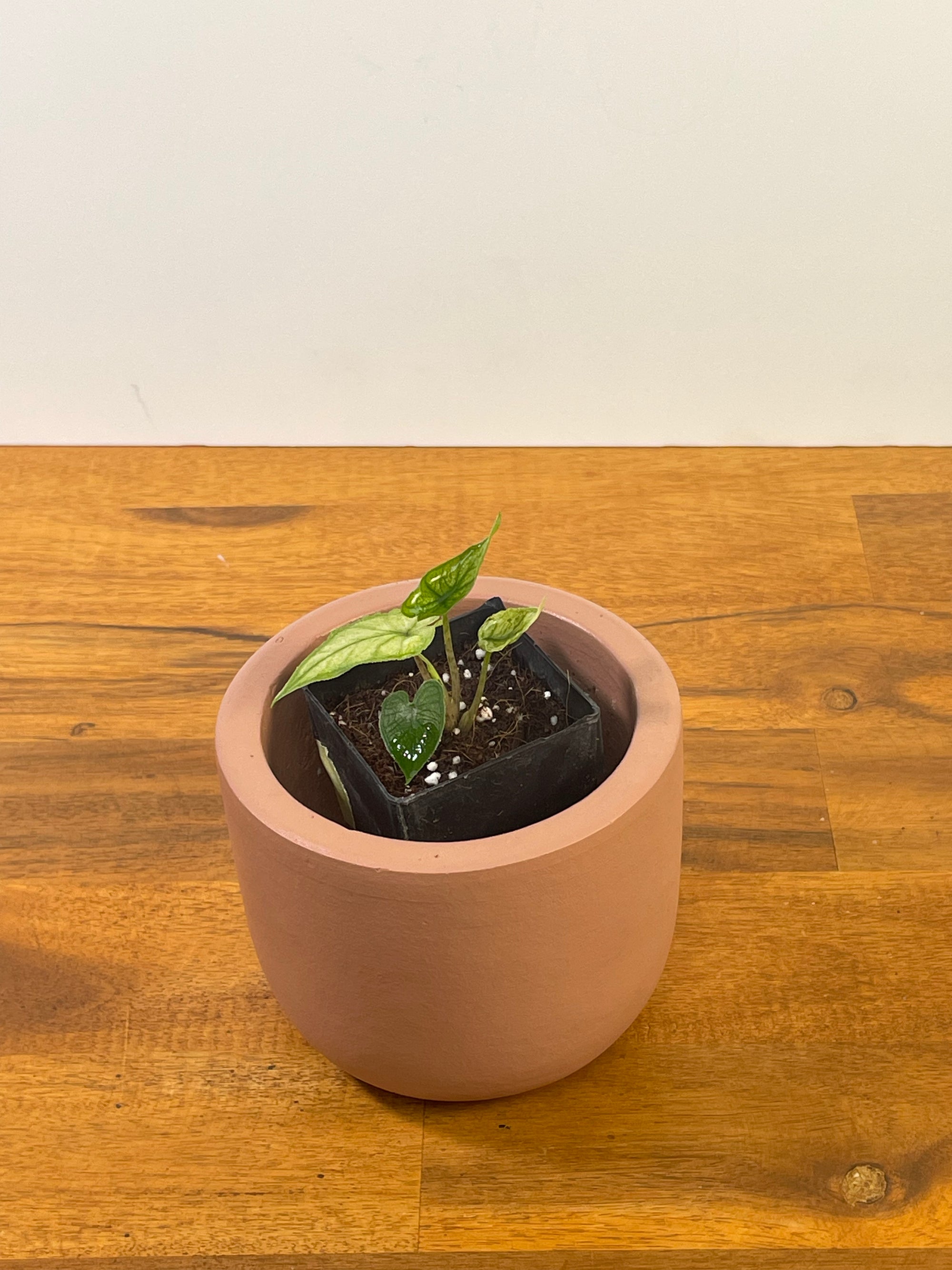 Alocasia Jacklyn Mint/Ghost- Plant A