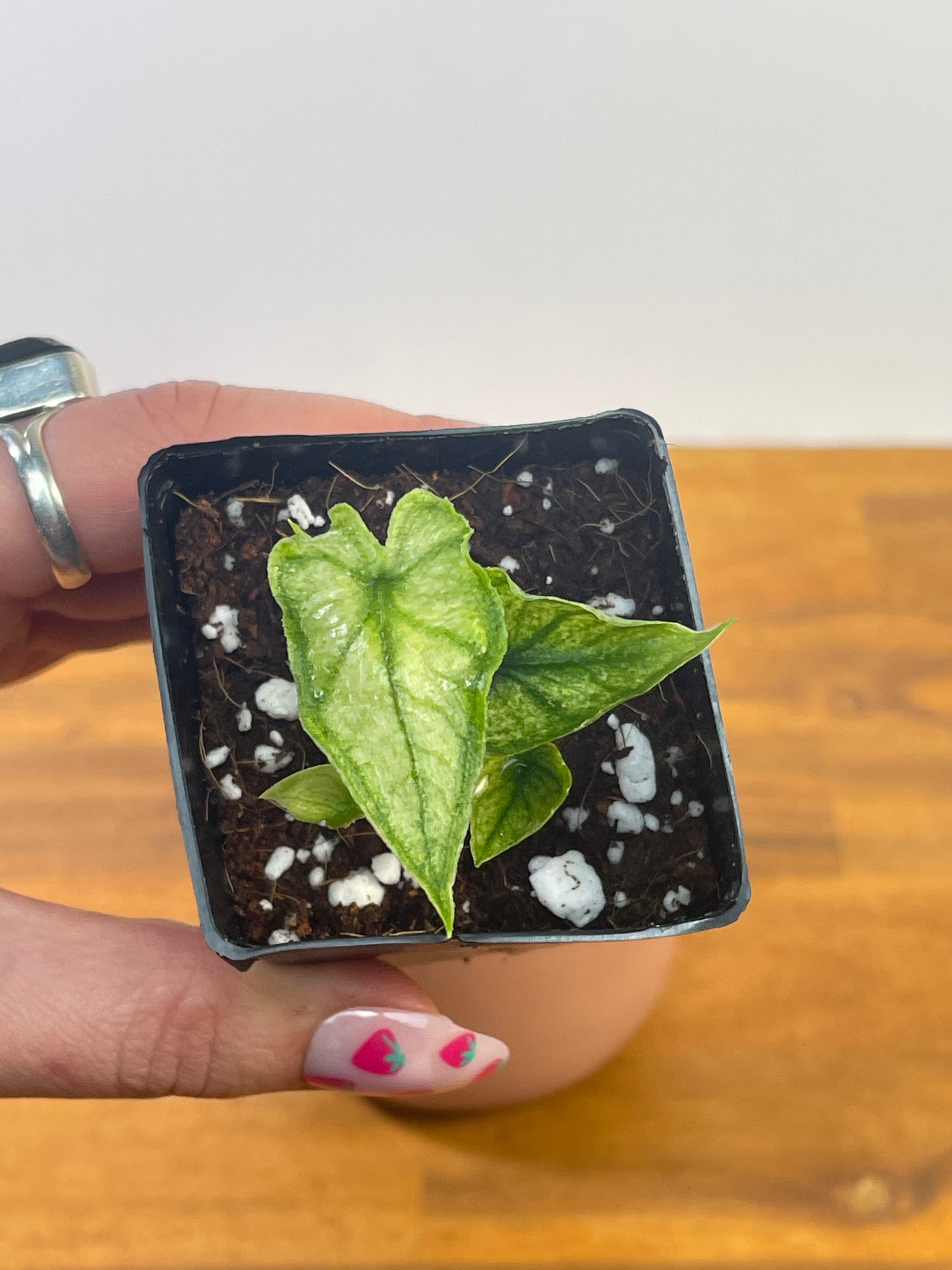 Alocasia Jacklyn Mint/Ghost- Plant B