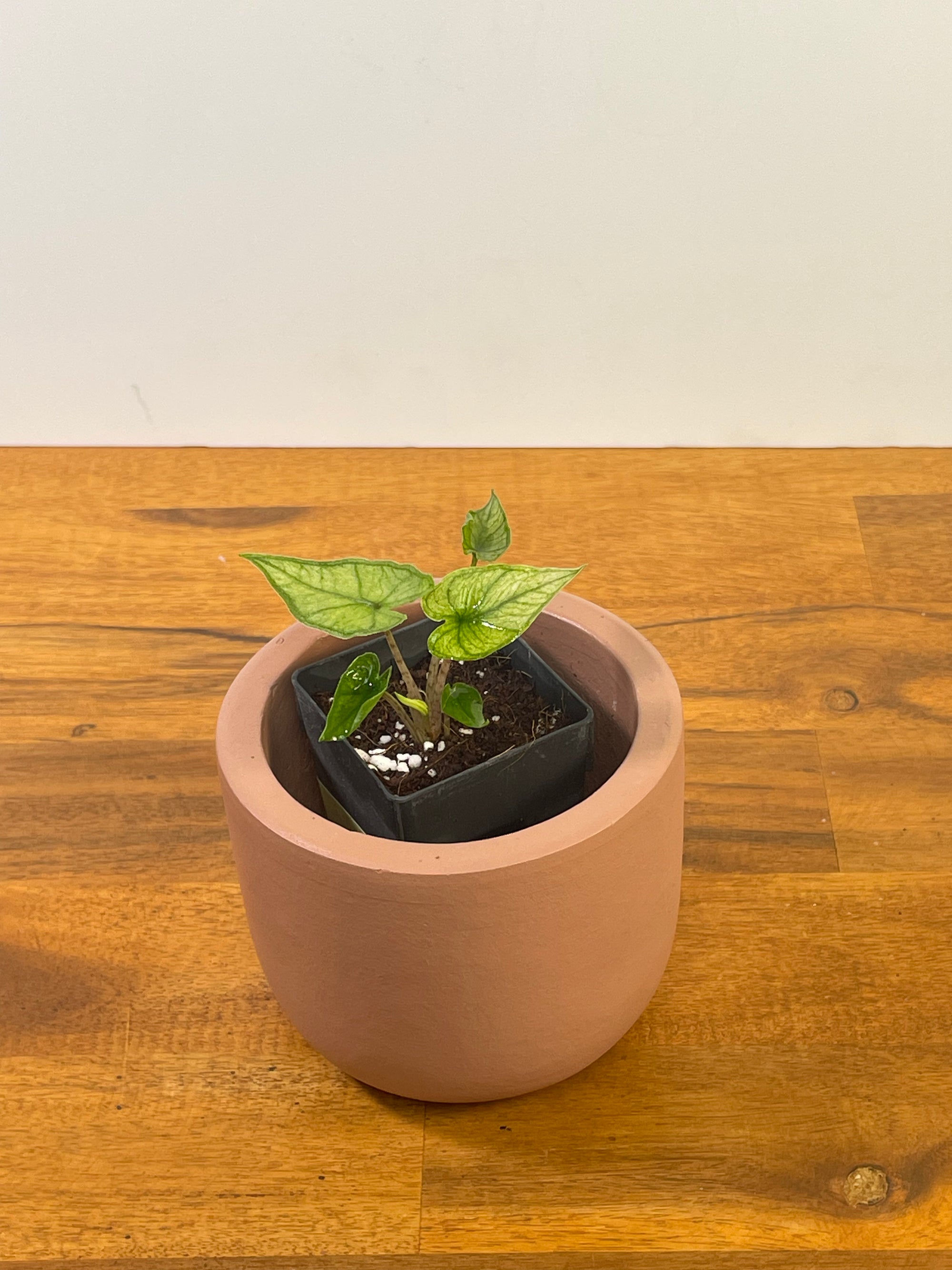 Alocasia Jacklyn Mint/Ghost- Plant C
