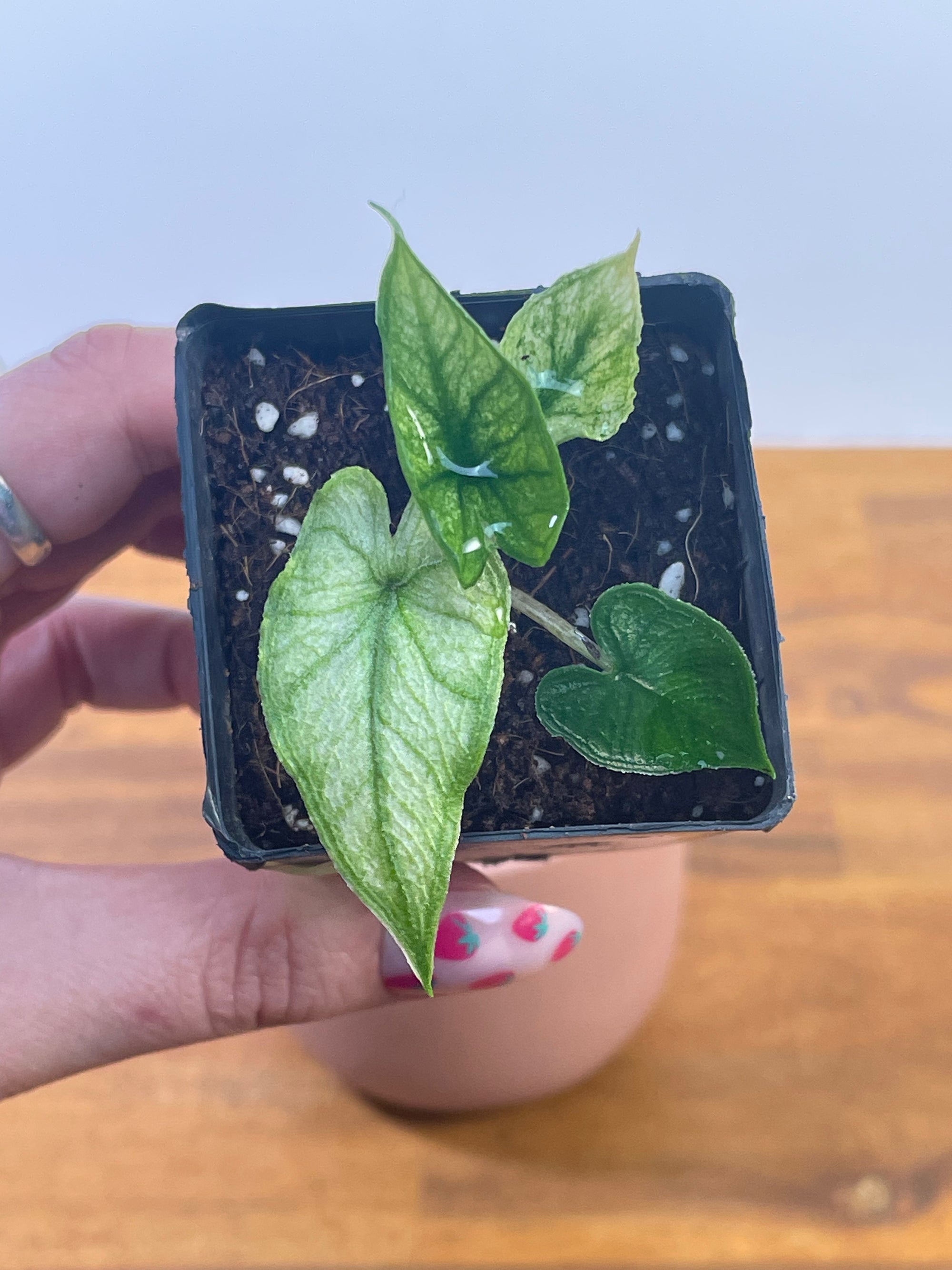 Alocasia Jacklyn Mint/Ghost- Plant A