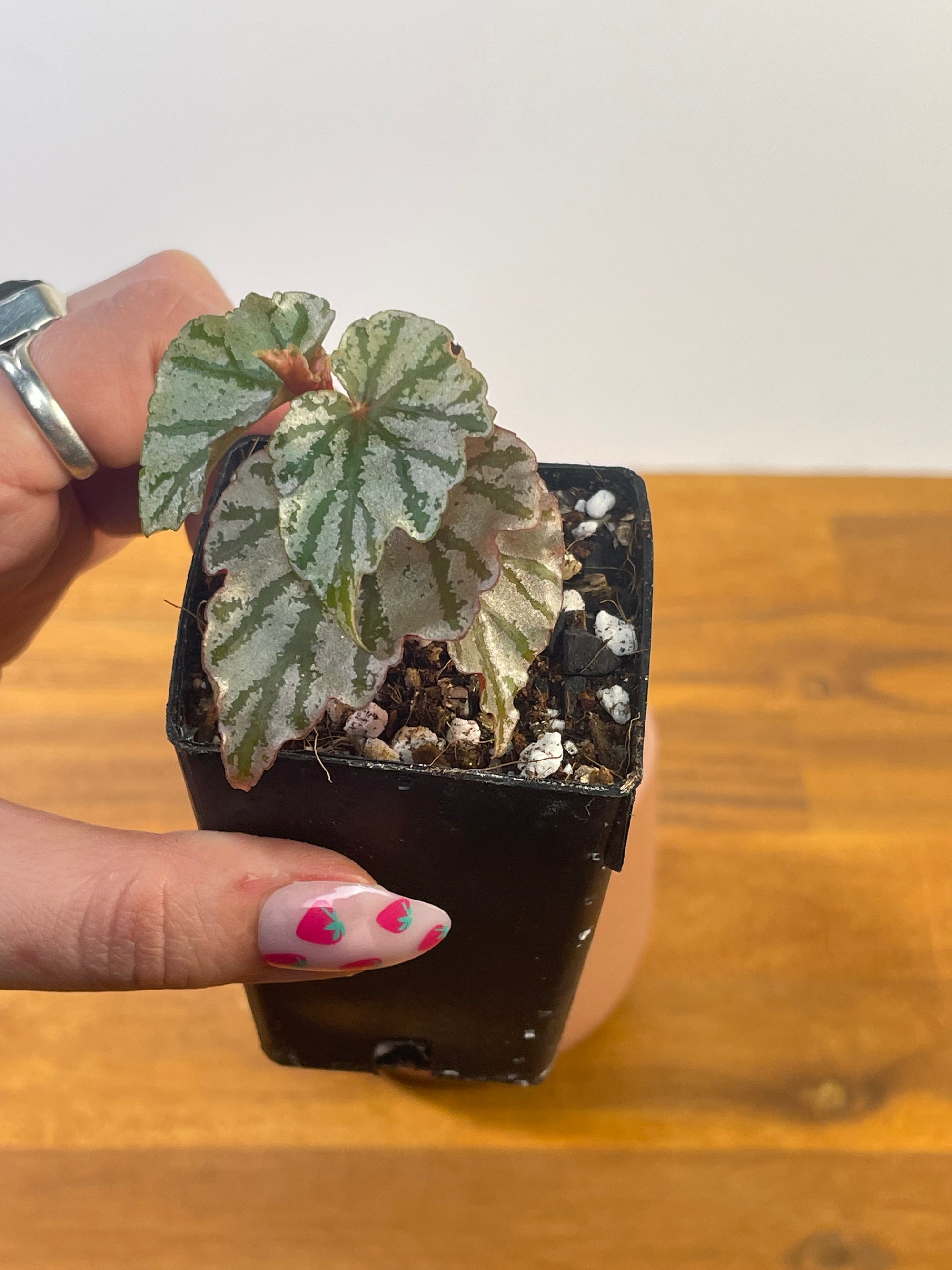 Begonia Highway