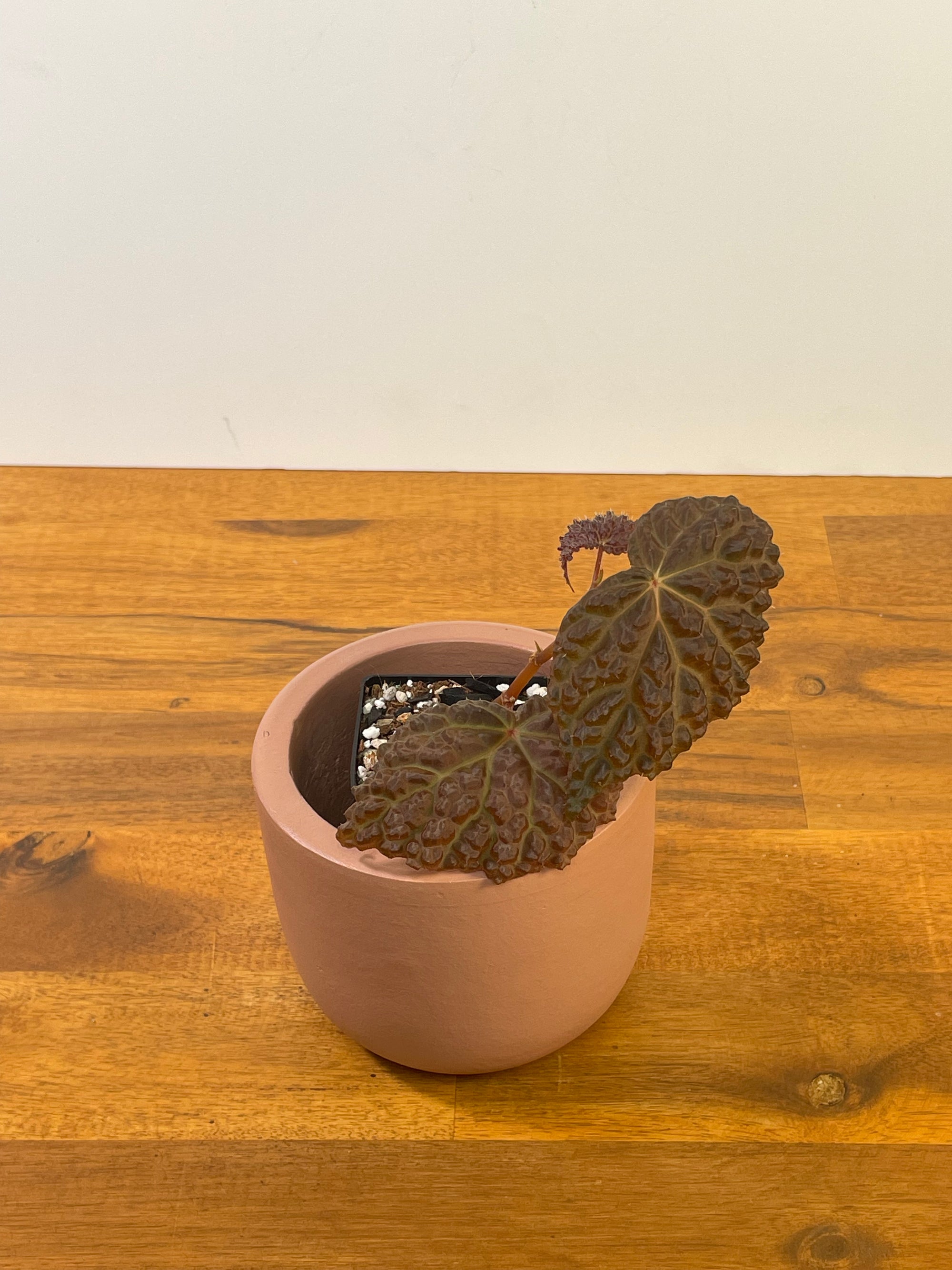 Begonia Hybrid *Baik x Dracopelta