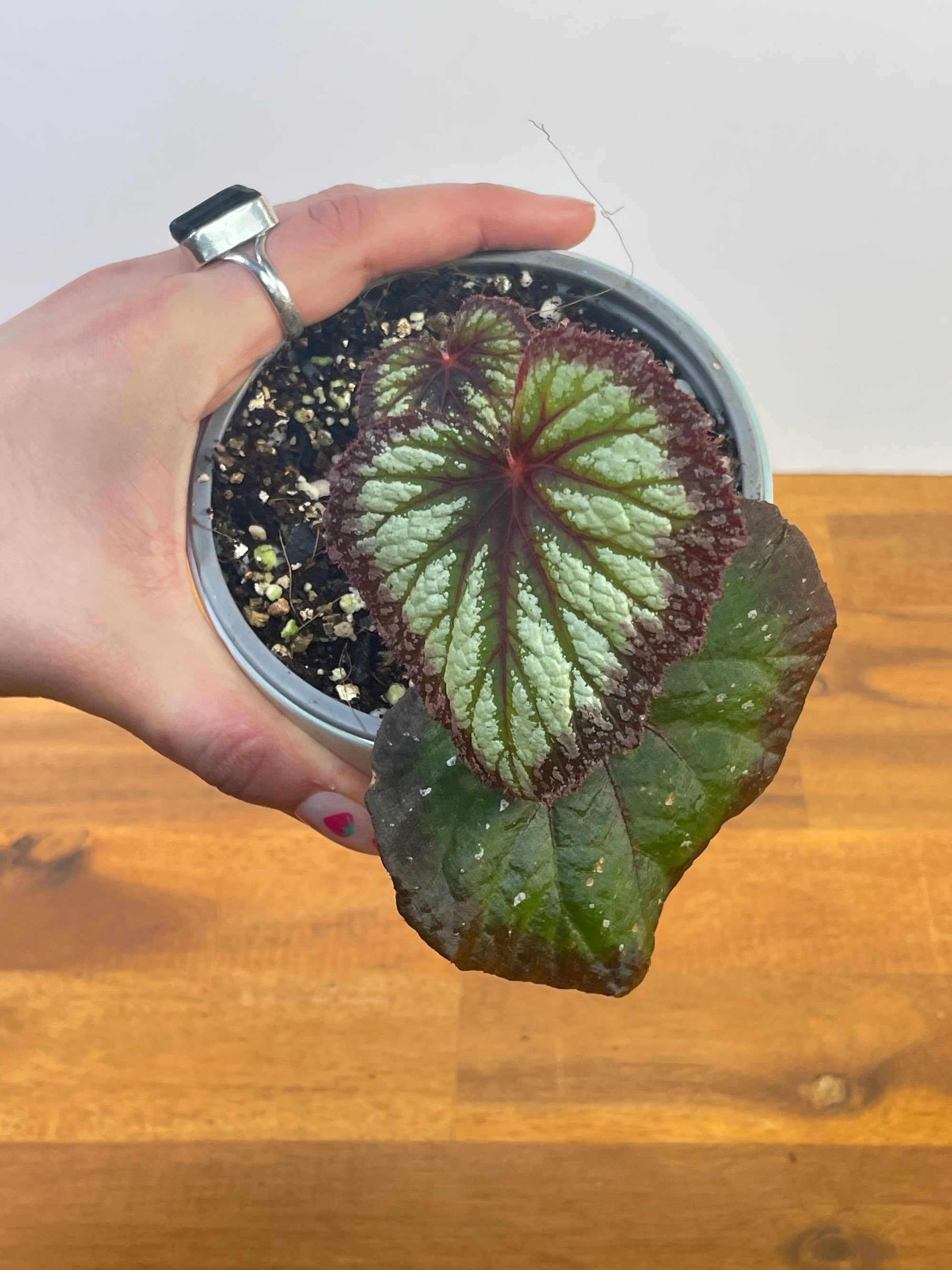 Begonia Fireworks