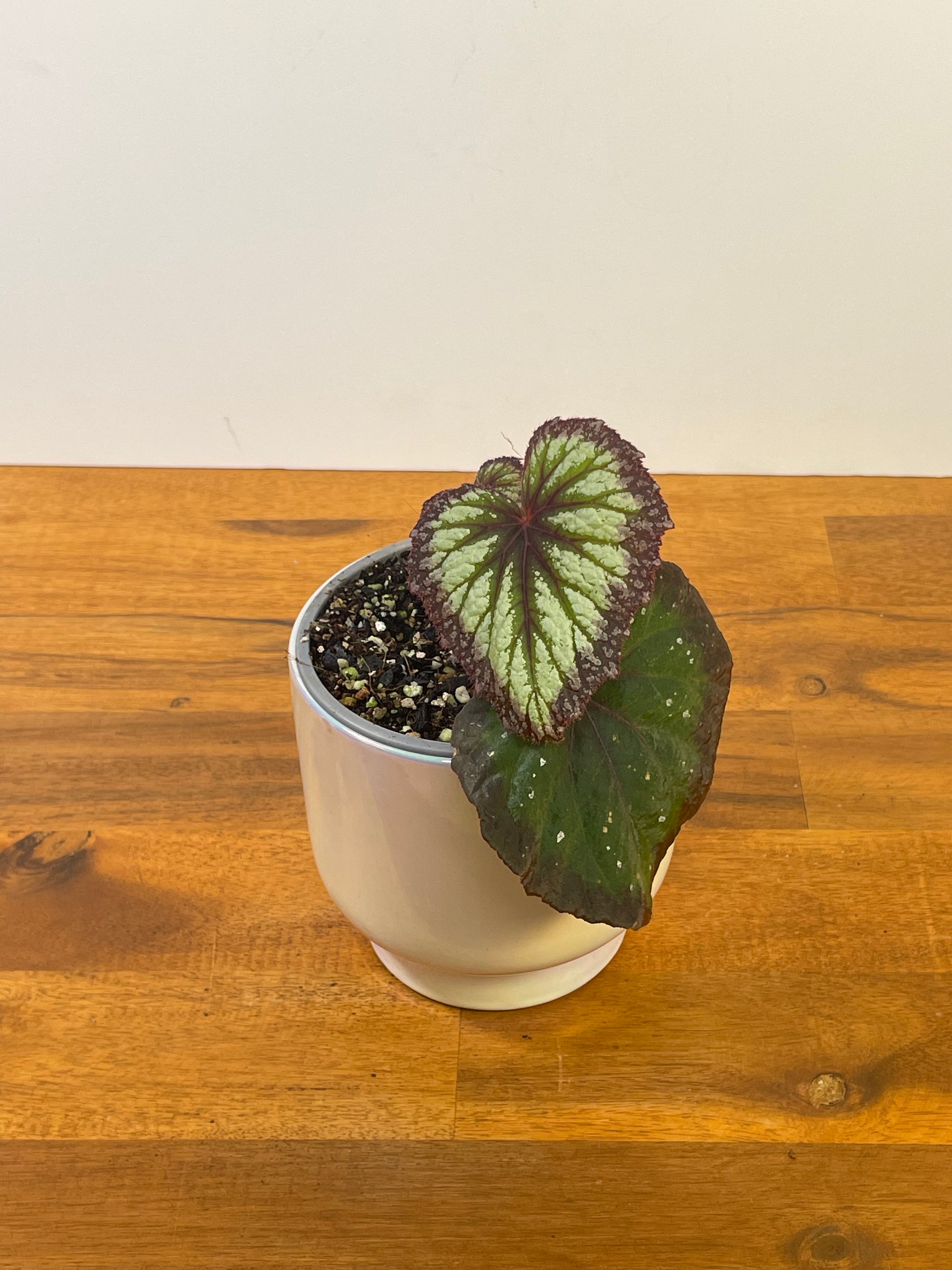 Begonia Fireworks
