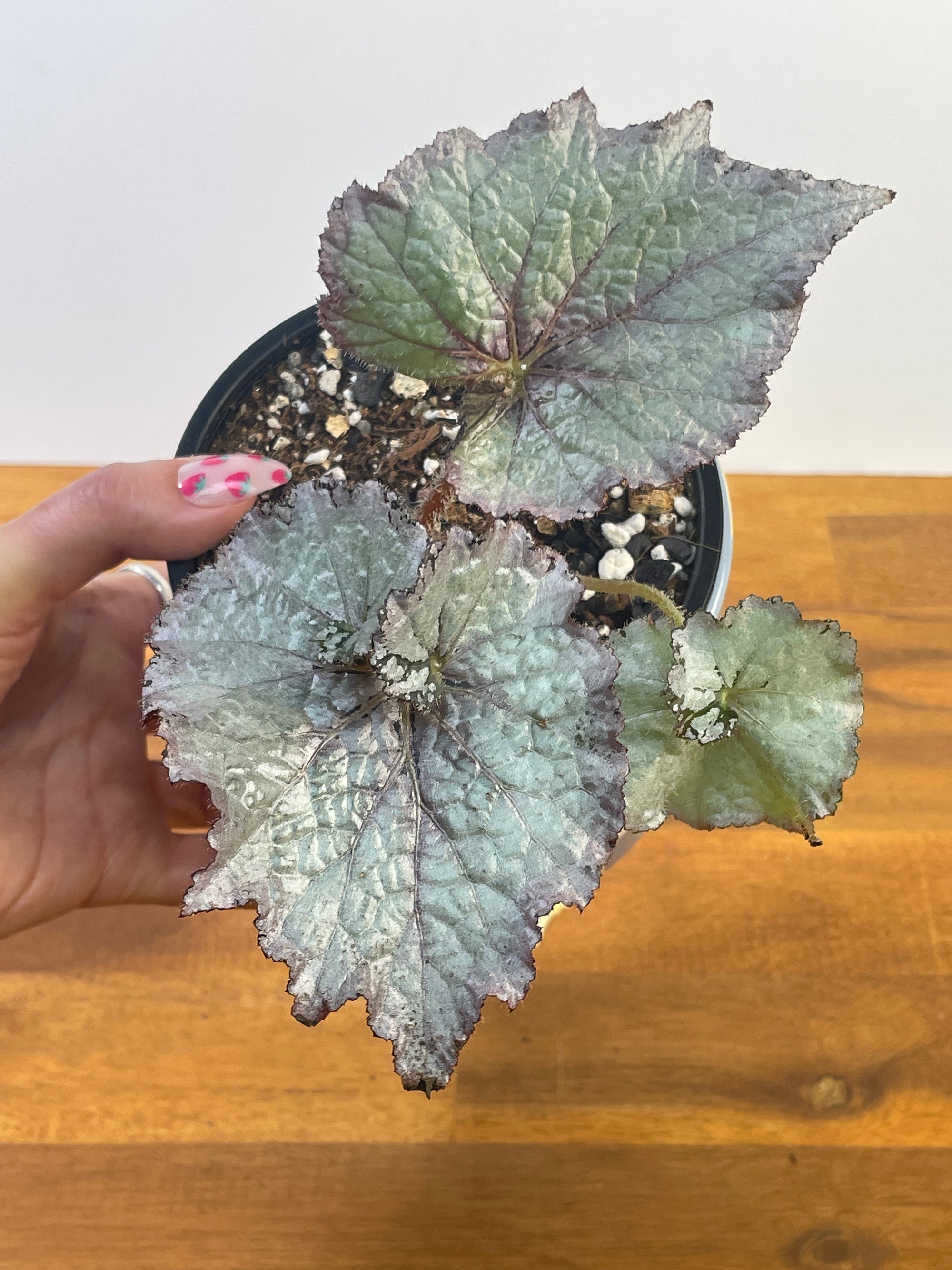Begonia Jack Frost