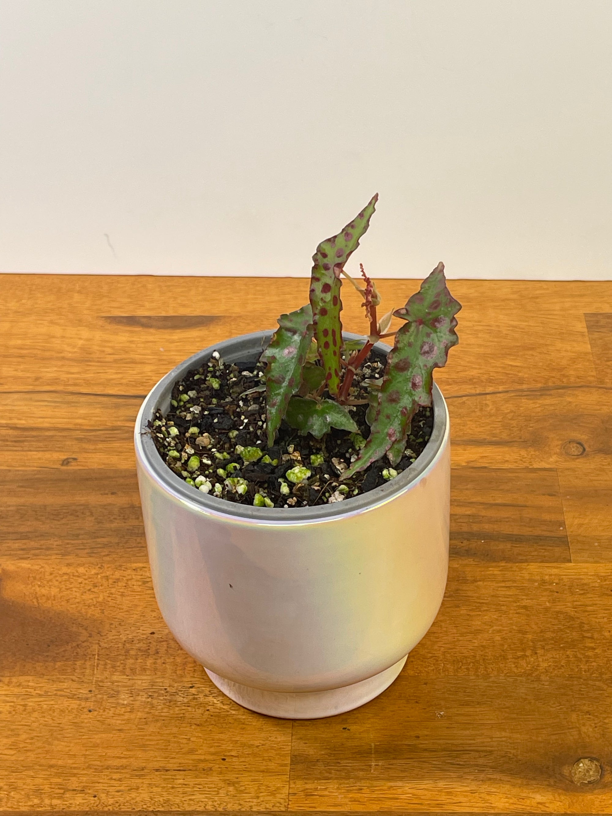 Begonia Amphioxus