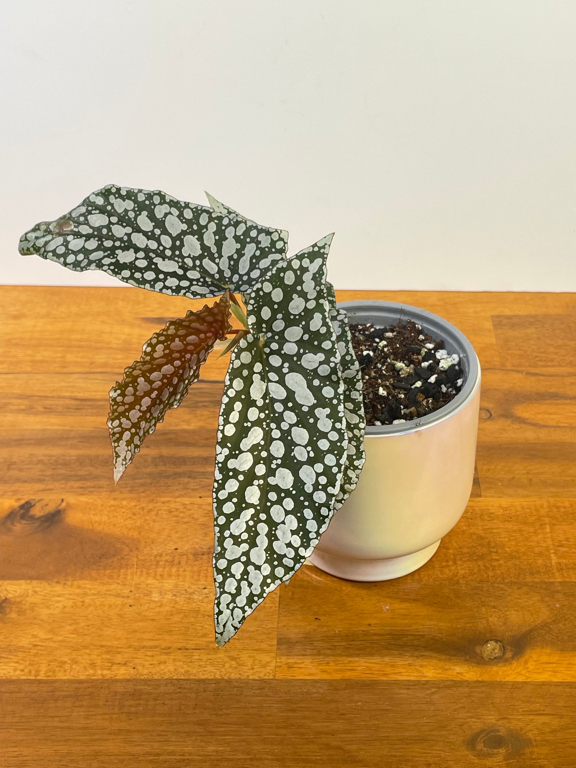 Begonia Hotspot