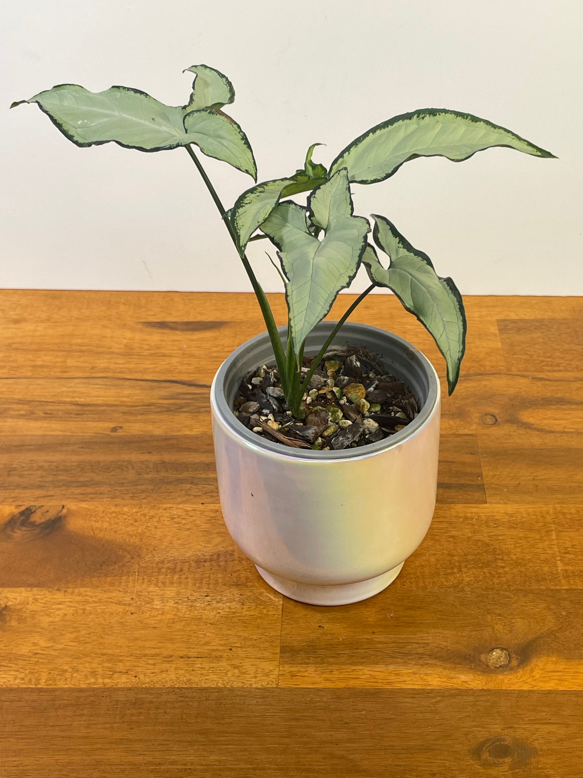Syngonium Little Stars
