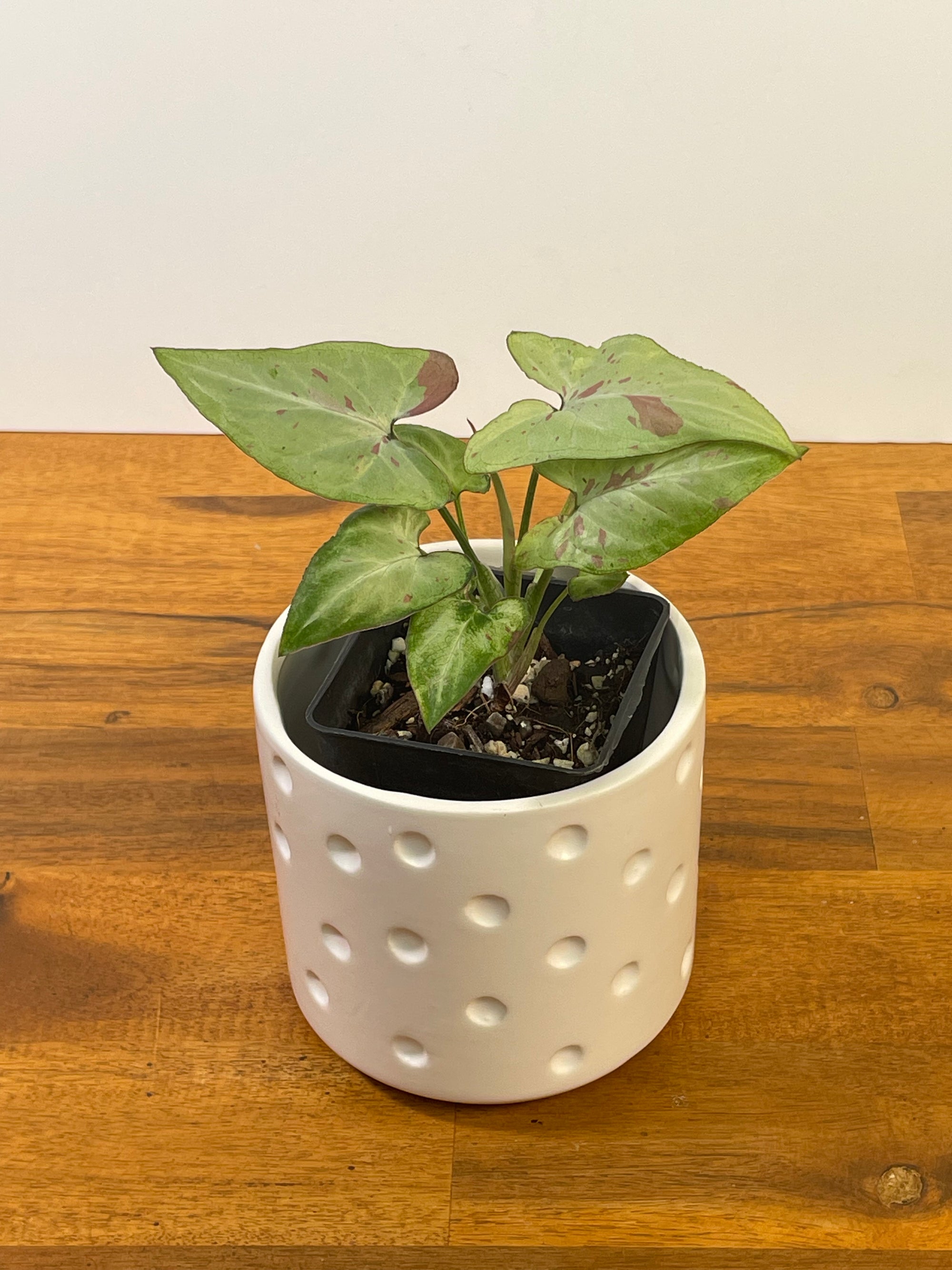 Syngonium Pink Salmon