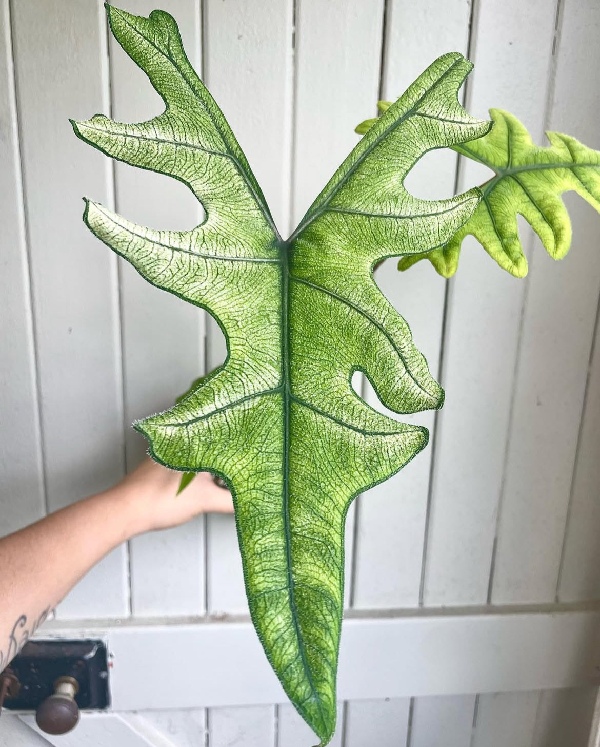 Alocasia Jacklyn Mint/Ghost- Plant C