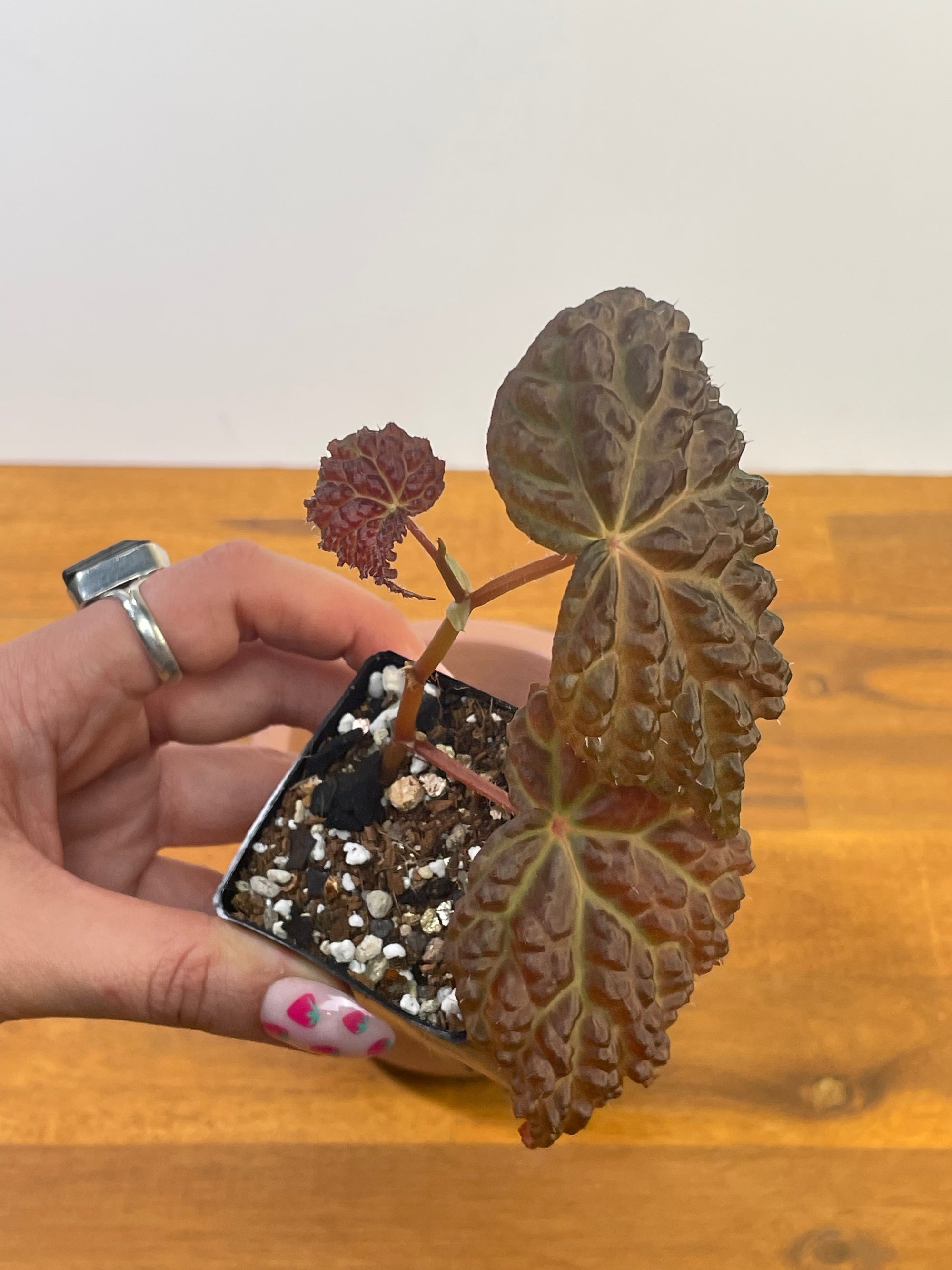 Begonia Hybrid *Baik x Dracopelta