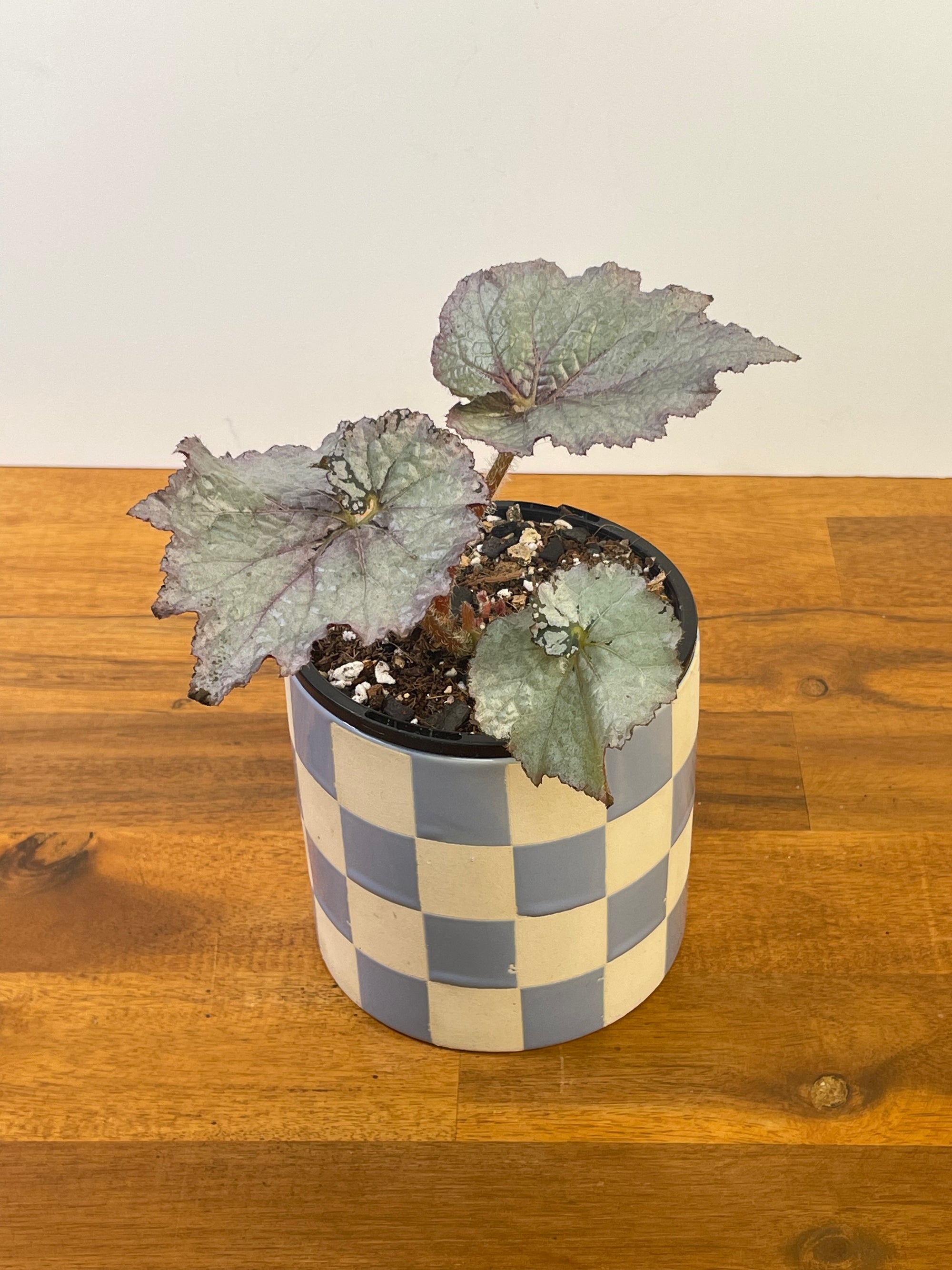 Begonia Jack Frost
