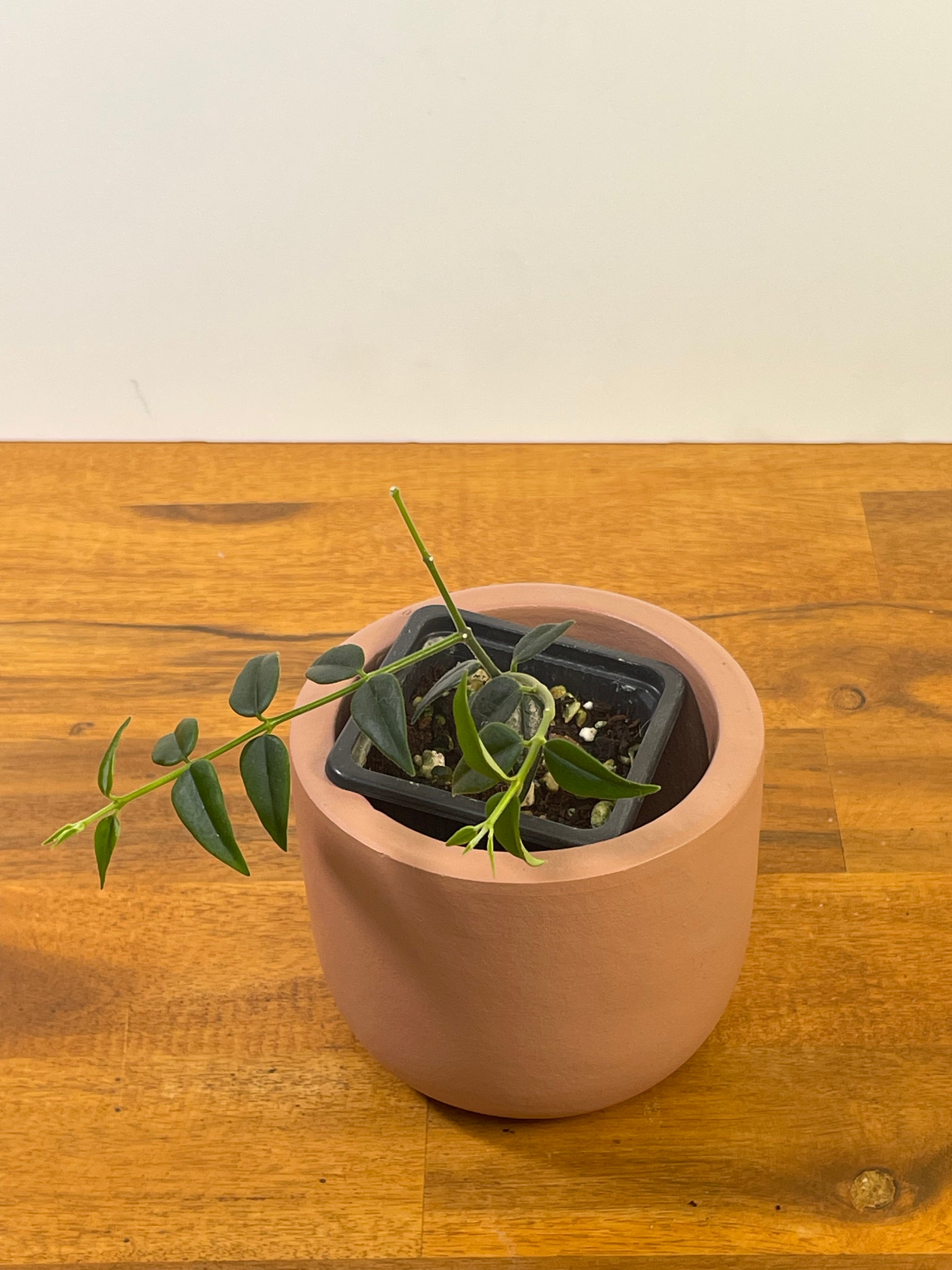 Hoya Bella