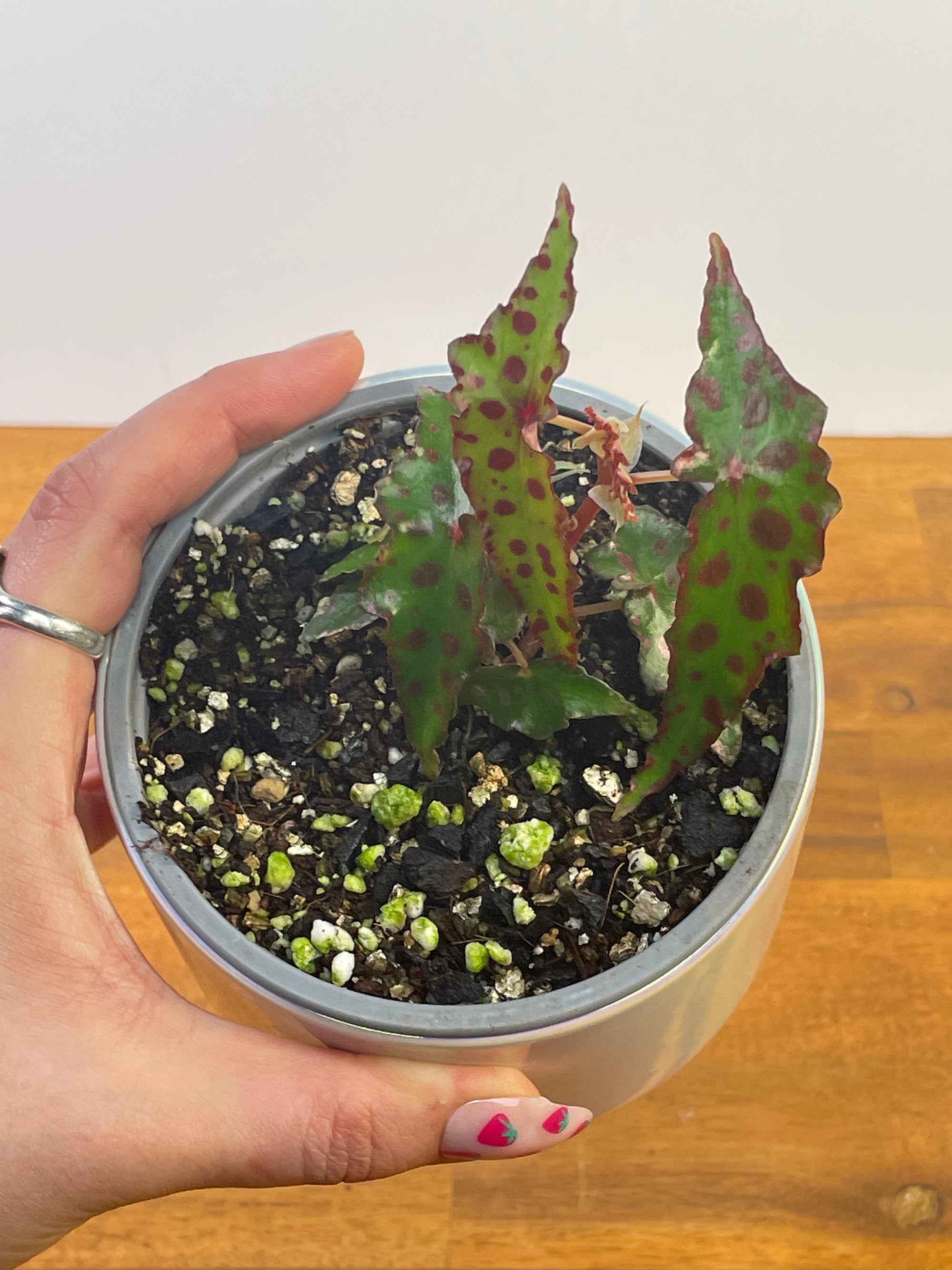 Begonia Amphioxus