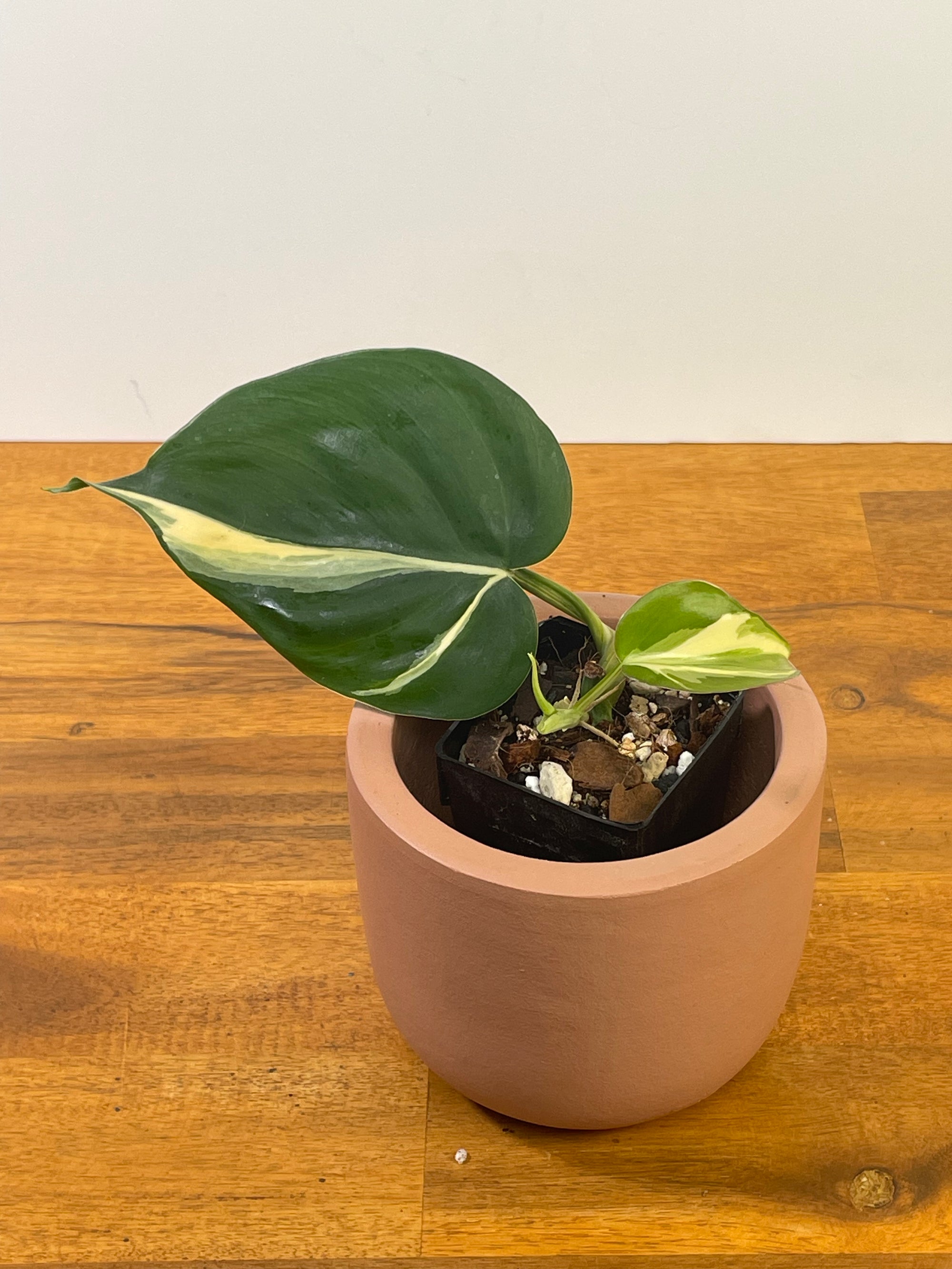 Philodendron Heartleaf Rio