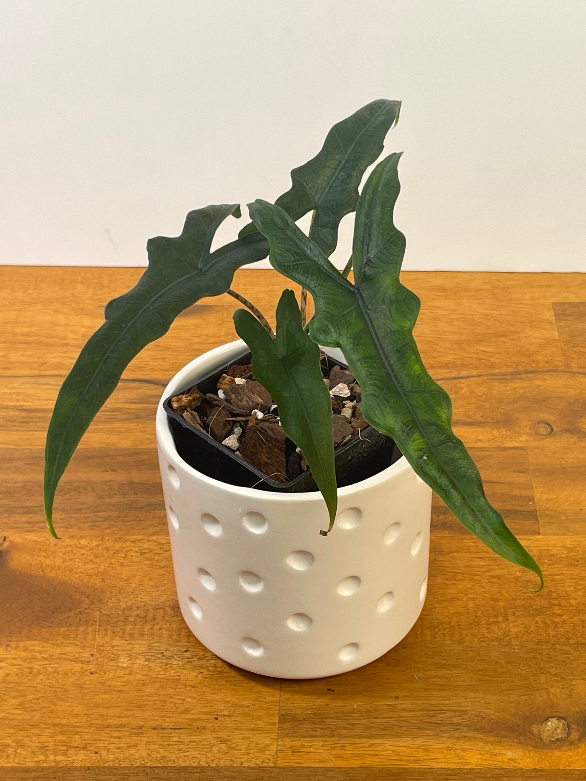 Alocasia Sabrina