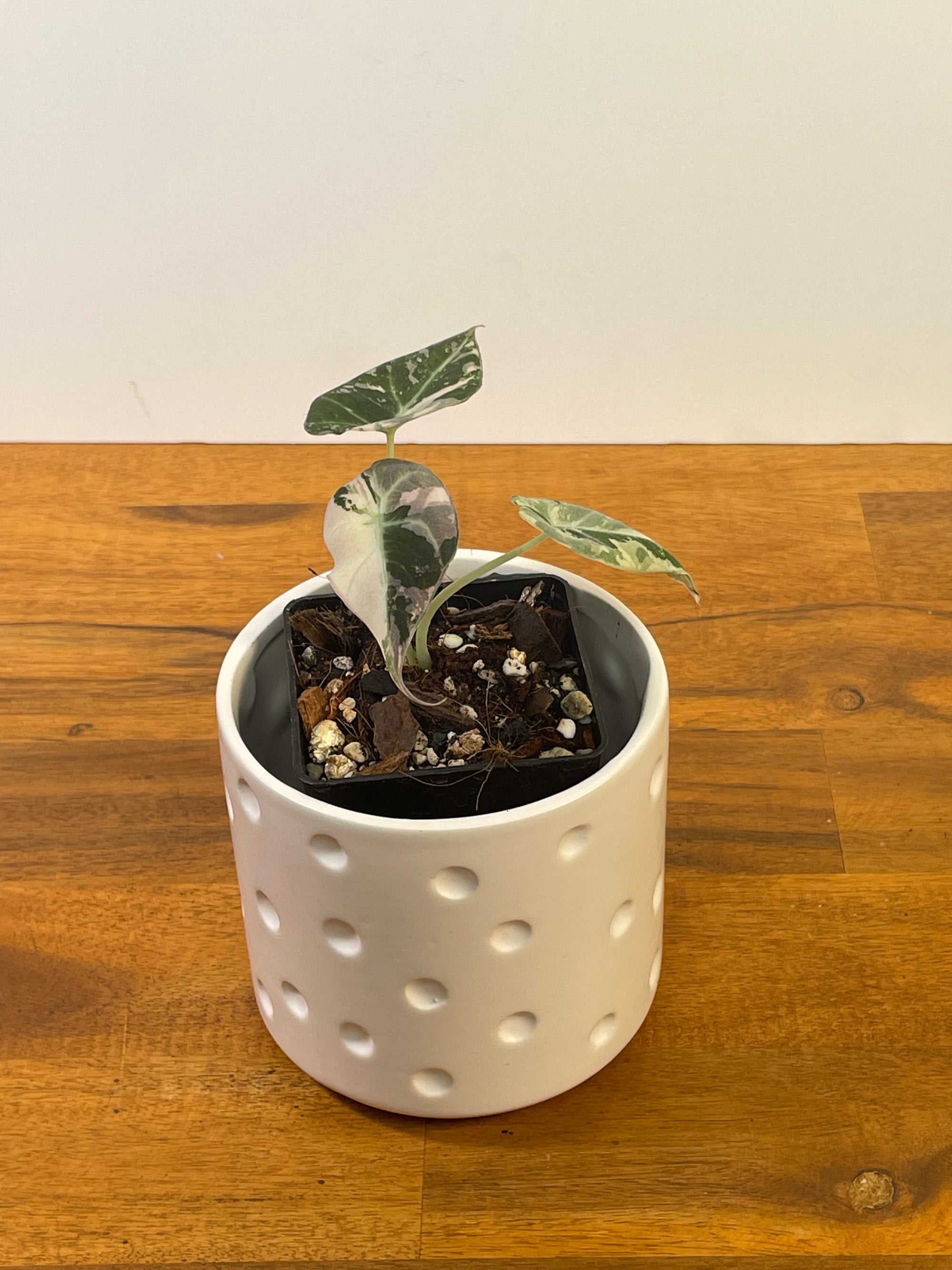 Alocasia Black Velvet Variegated- Plant E