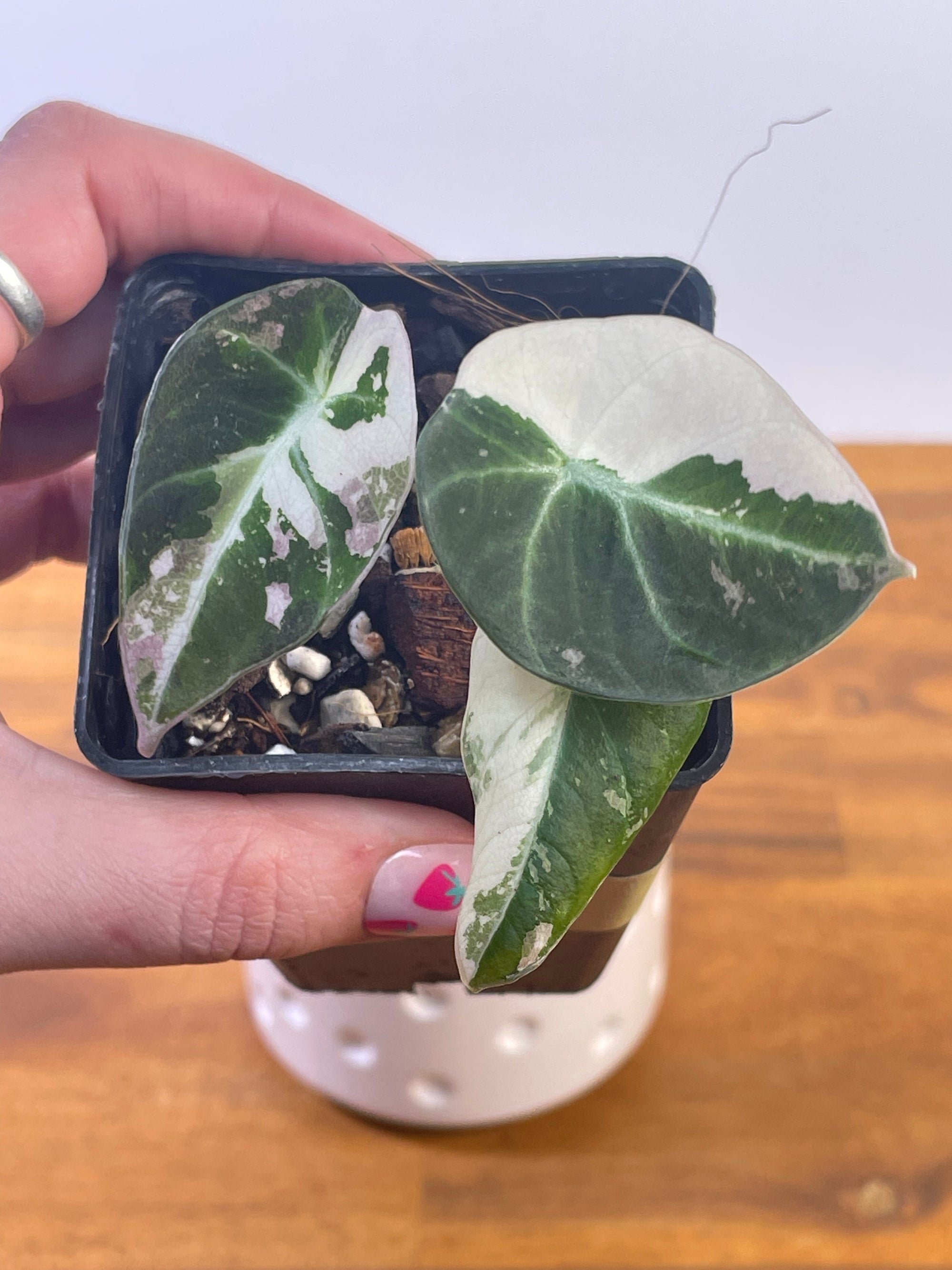 Alocasia Black Velvet Variegated- Plant D