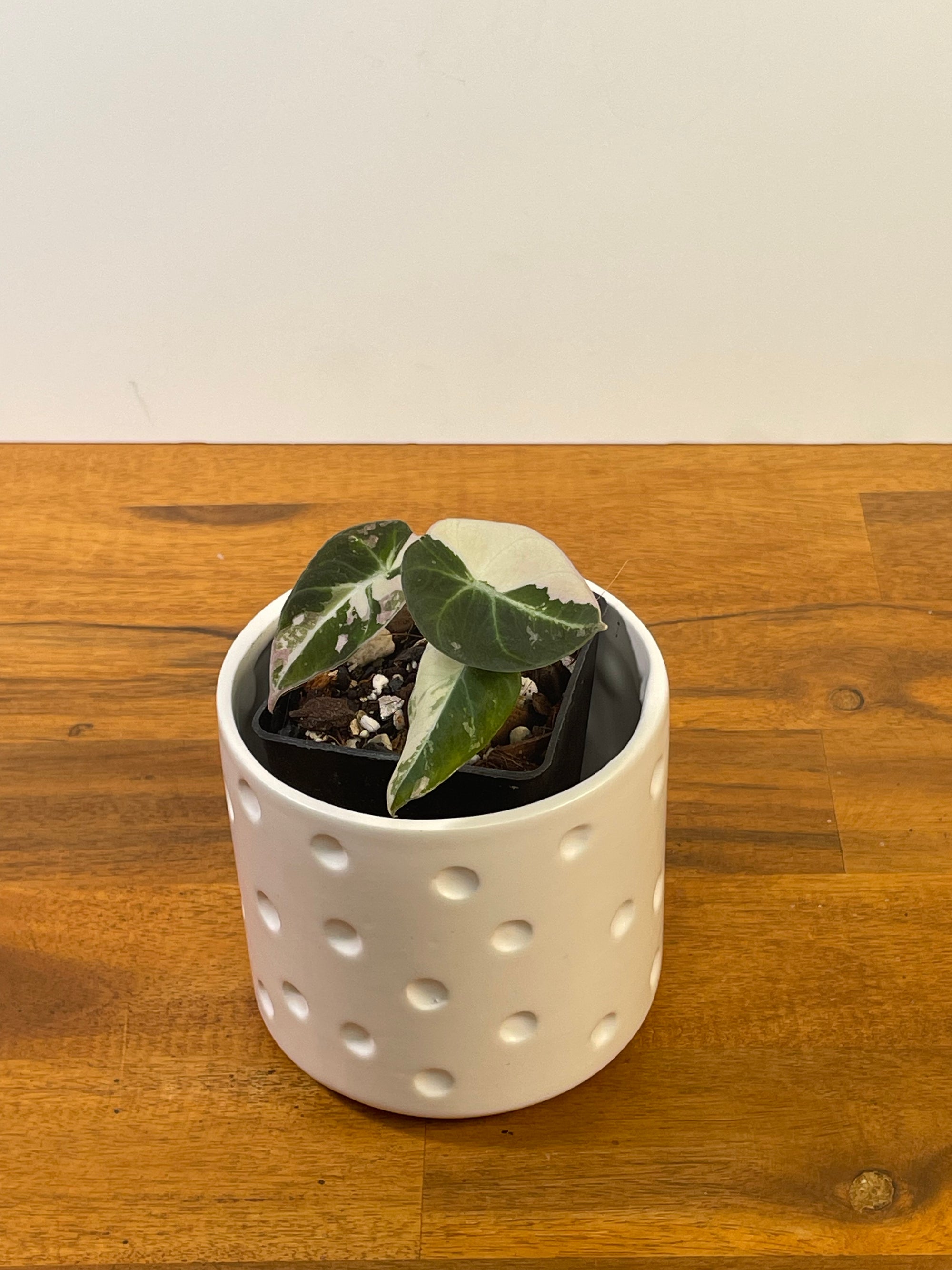Alocasia Black Velvet Variegated- Plant D