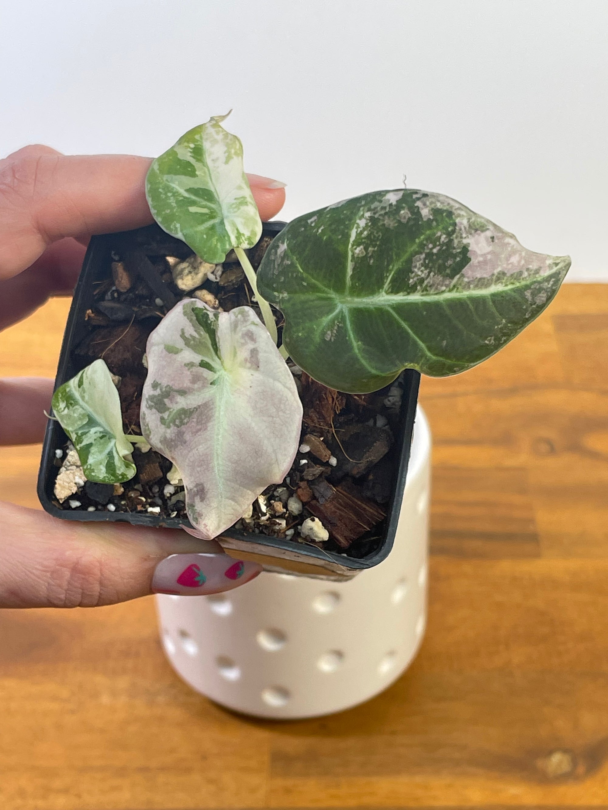 Alocasia Black Velvet Variegated- Plant C