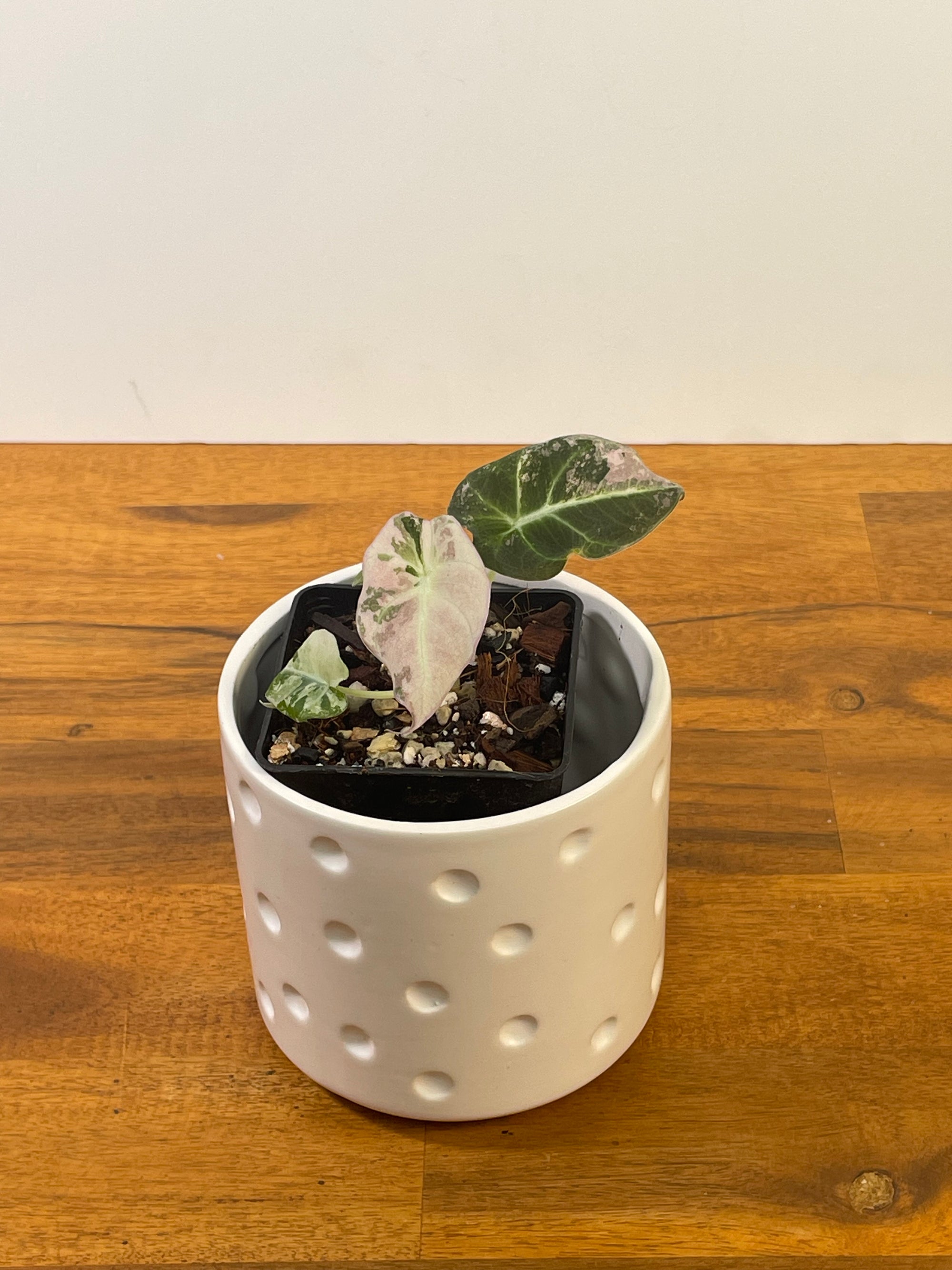 Alocasia Black Velvet Variegated- Plant C