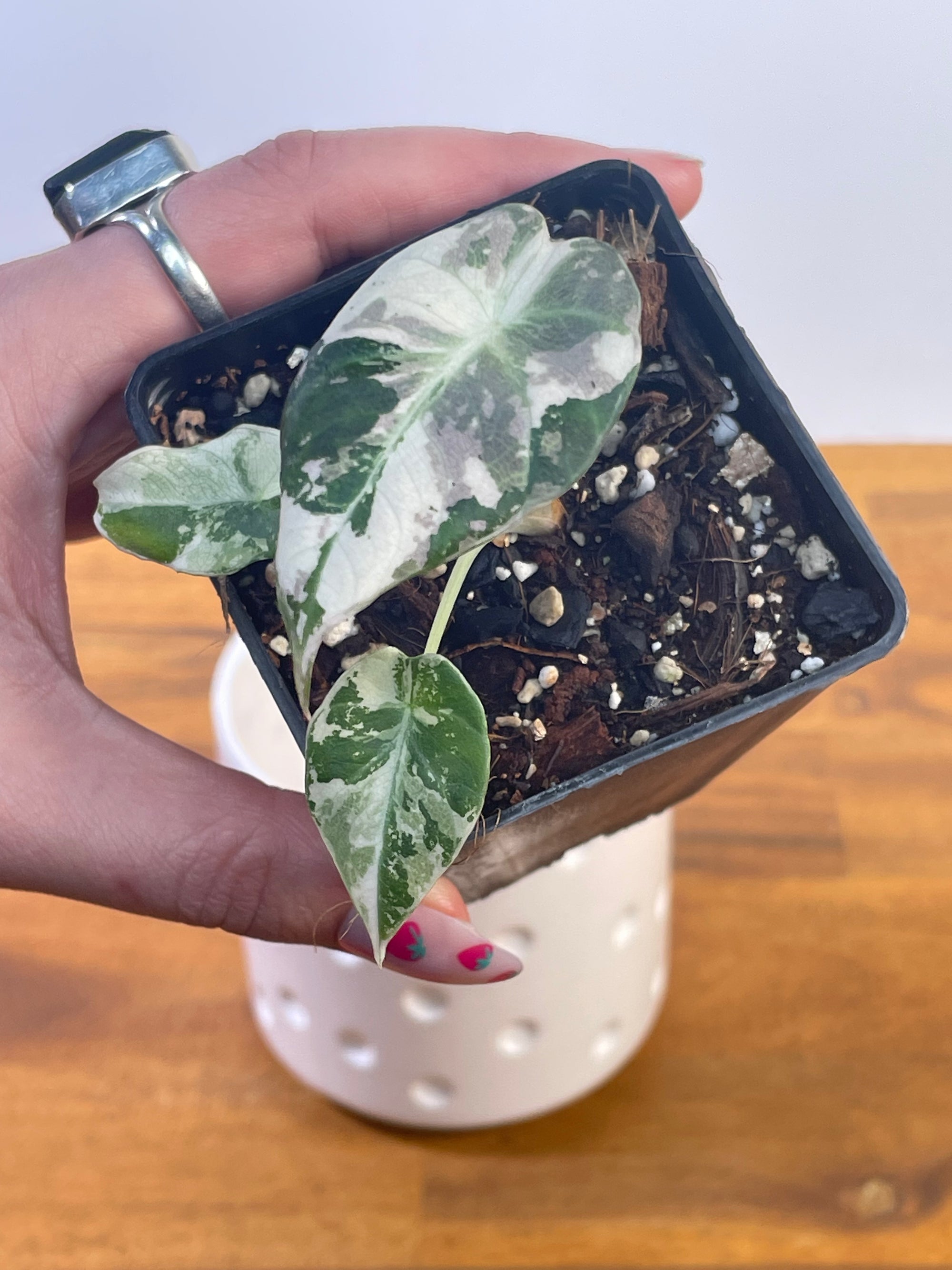 Alocasia Black Velvet Variegated- Plant B