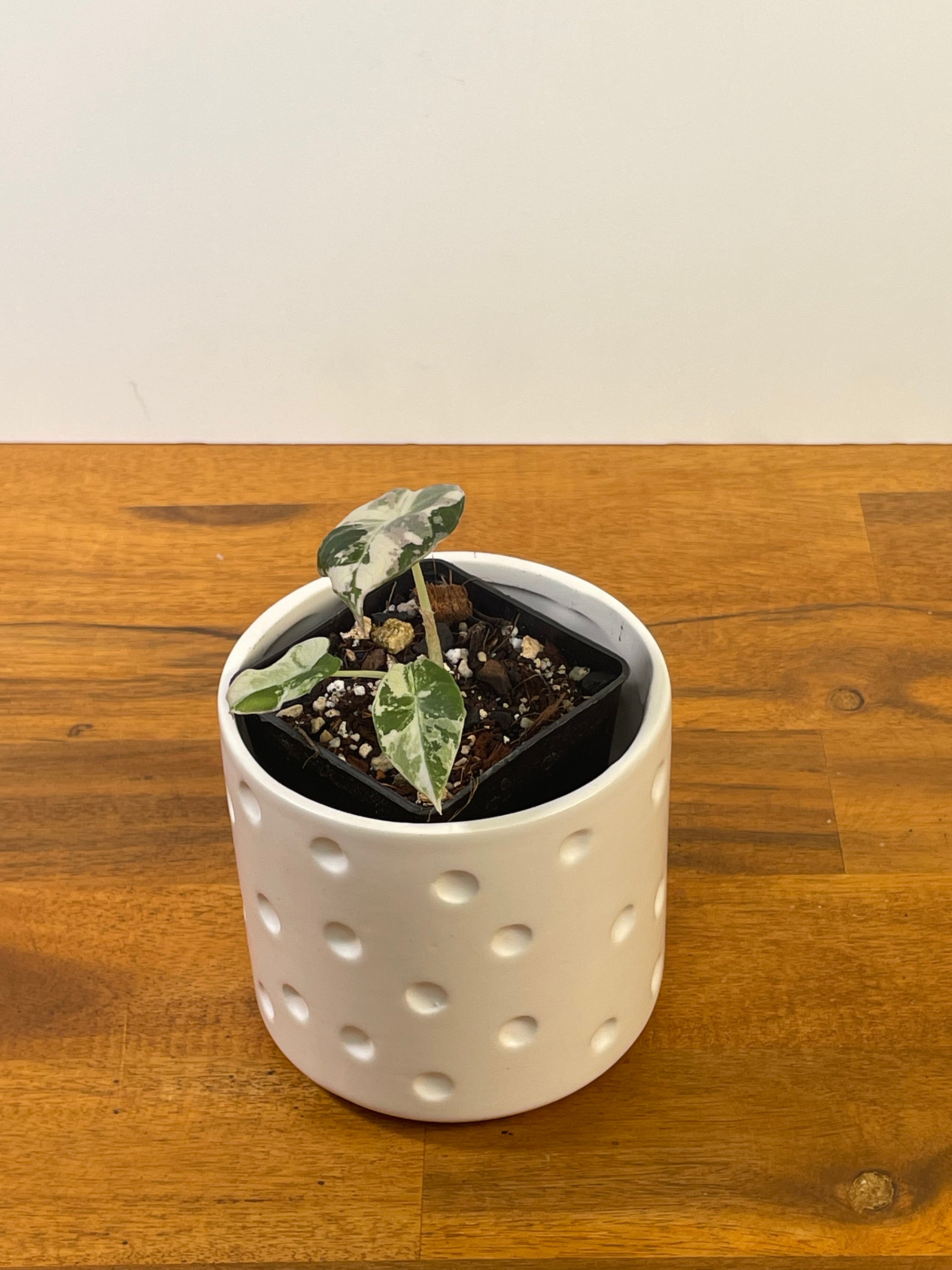 Alocasia Black Velvet Variegated- Plant B