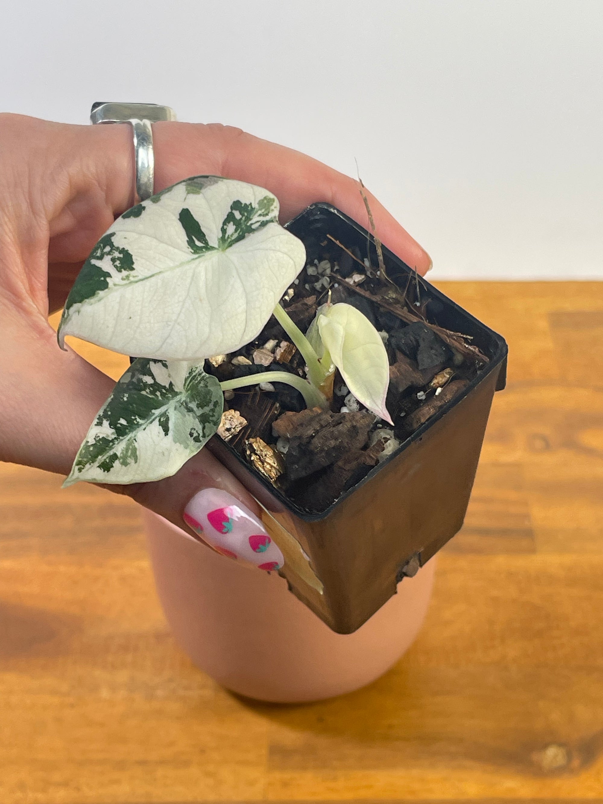 Alocasia Black Velvet Variegated- Plant A
