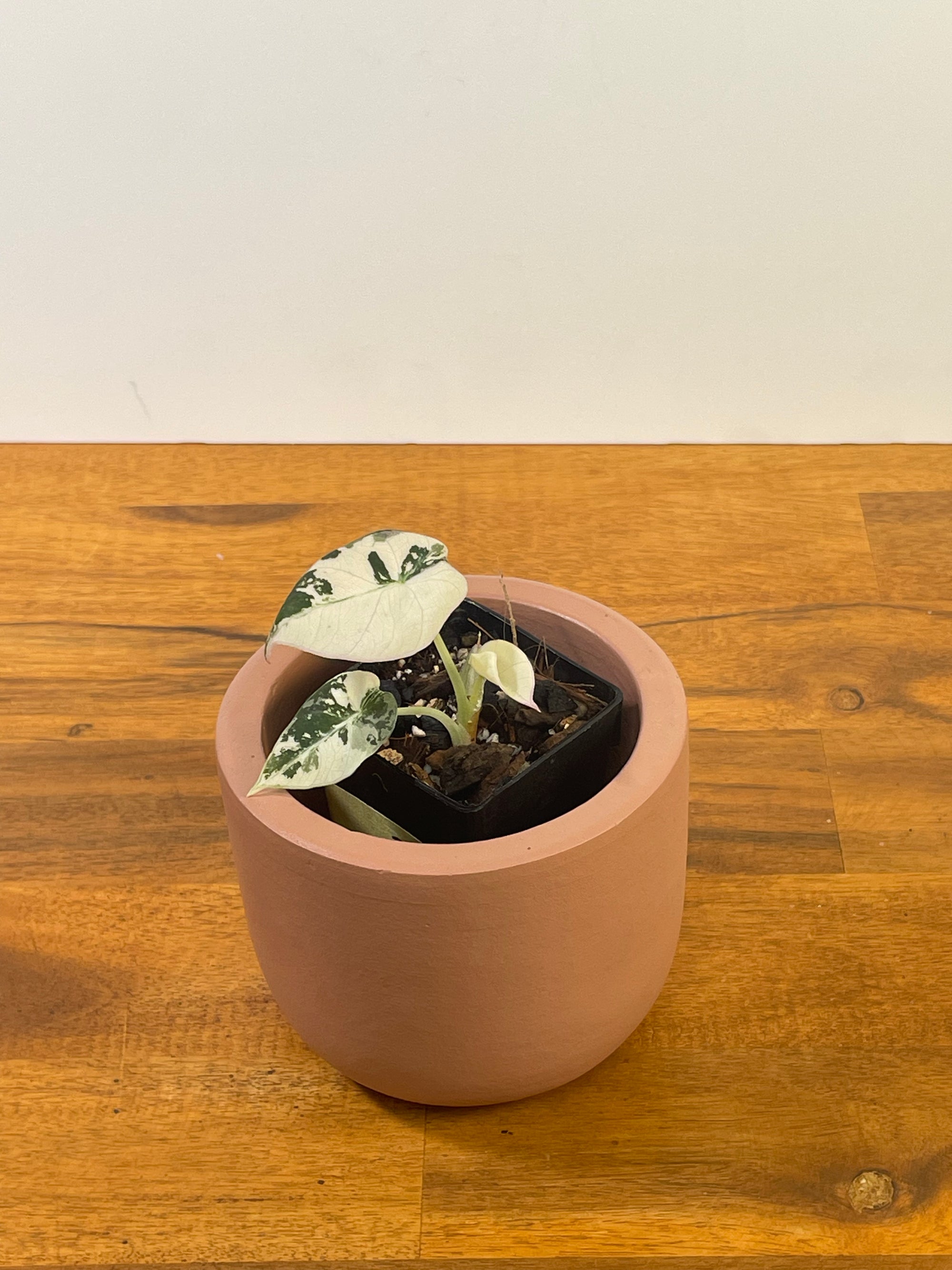 Alocasia Black Velvet Variegated- Plant A