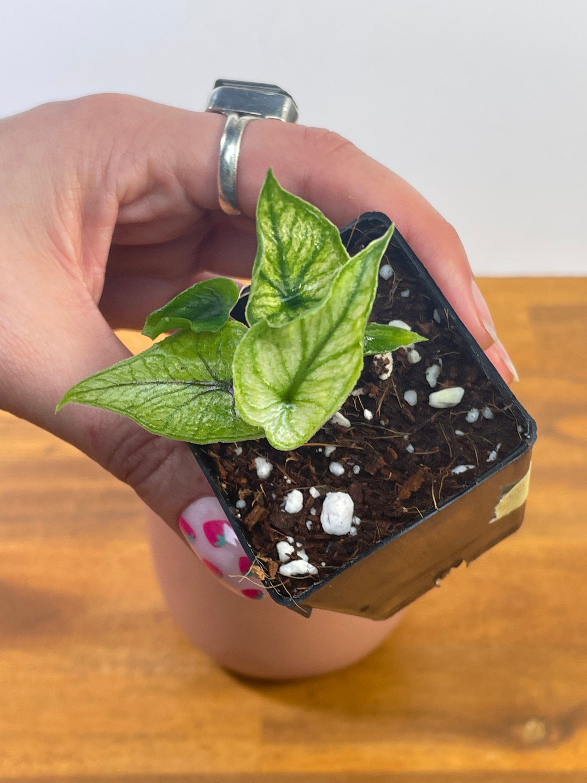 Alocasia Jacklyn Mint/Ghost- Plant H