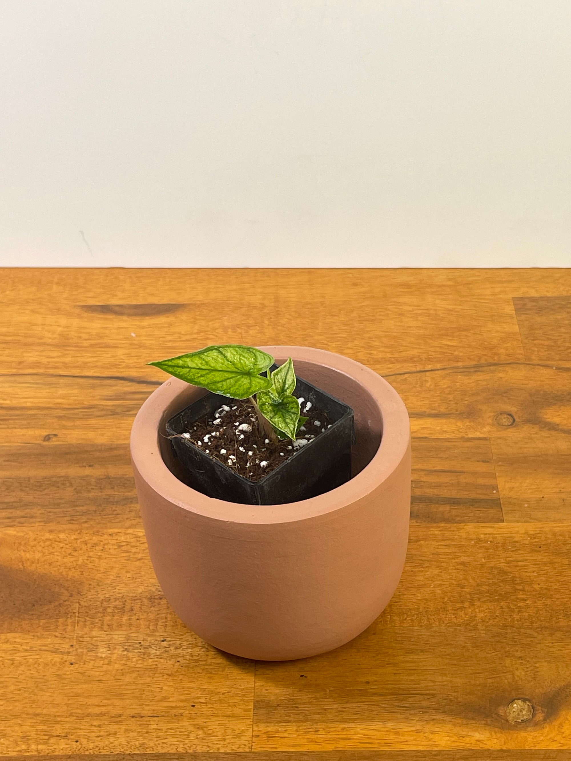 Alocasia Jacklyn Mint/Ghost- Plant G