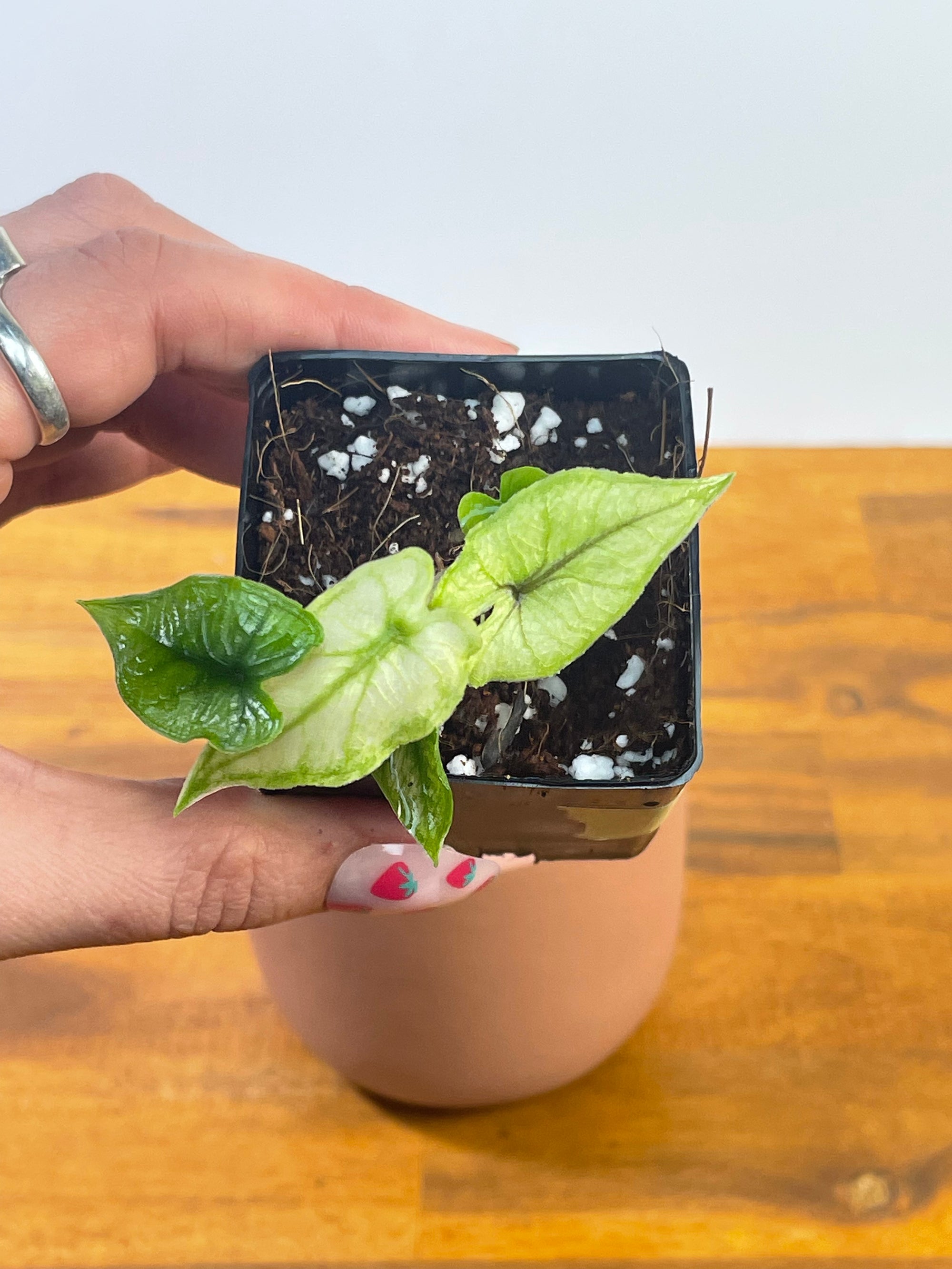 Alocasia Jacklyn Mint/Ghost- Plant F