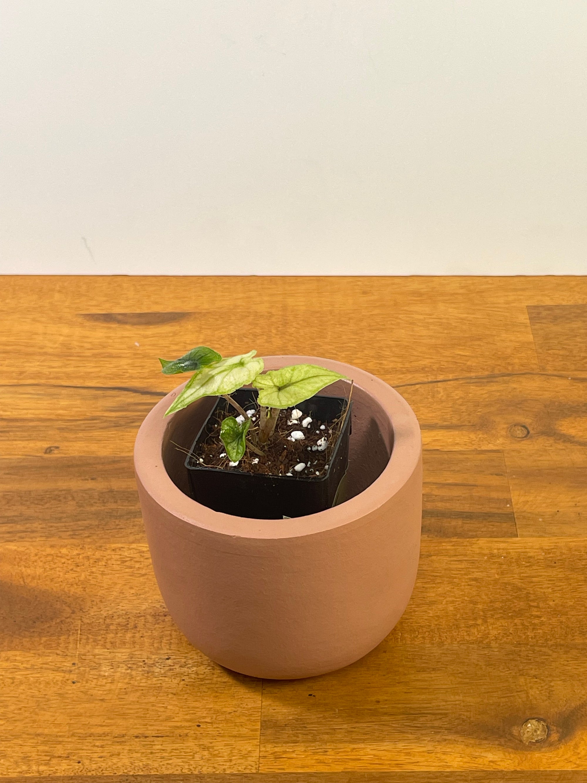 Alocasia Jacklyn Mint/Ghost- Plant F