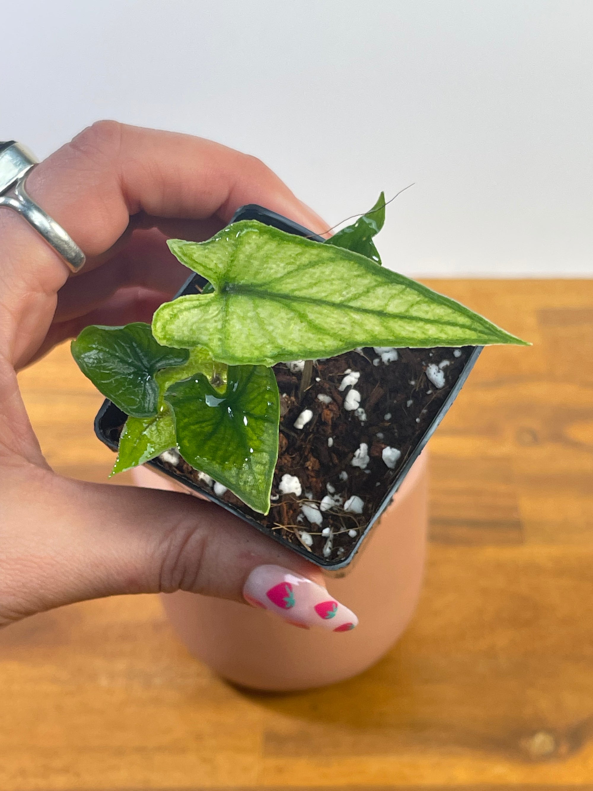 Alocasia Jacklyn Mint/Ghost- Plant E