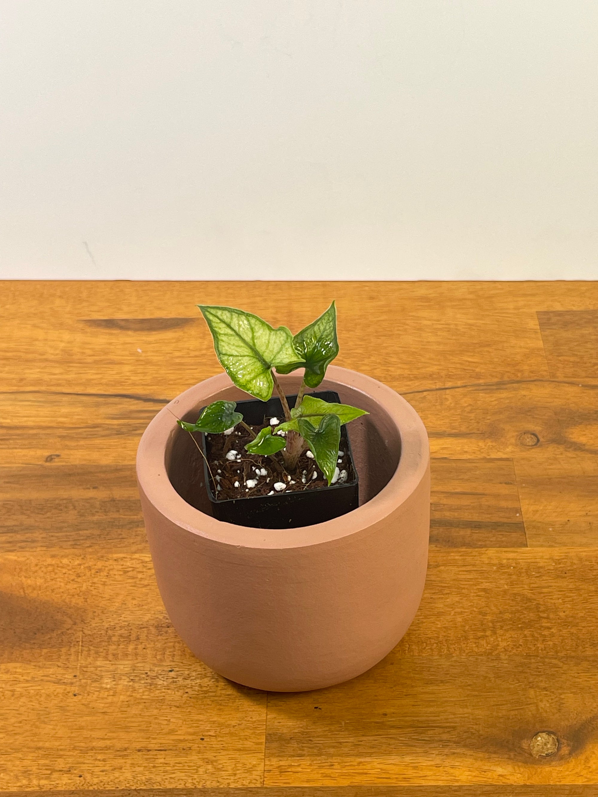 Alocasia Jacklyn Mint/Ghost- Plant E