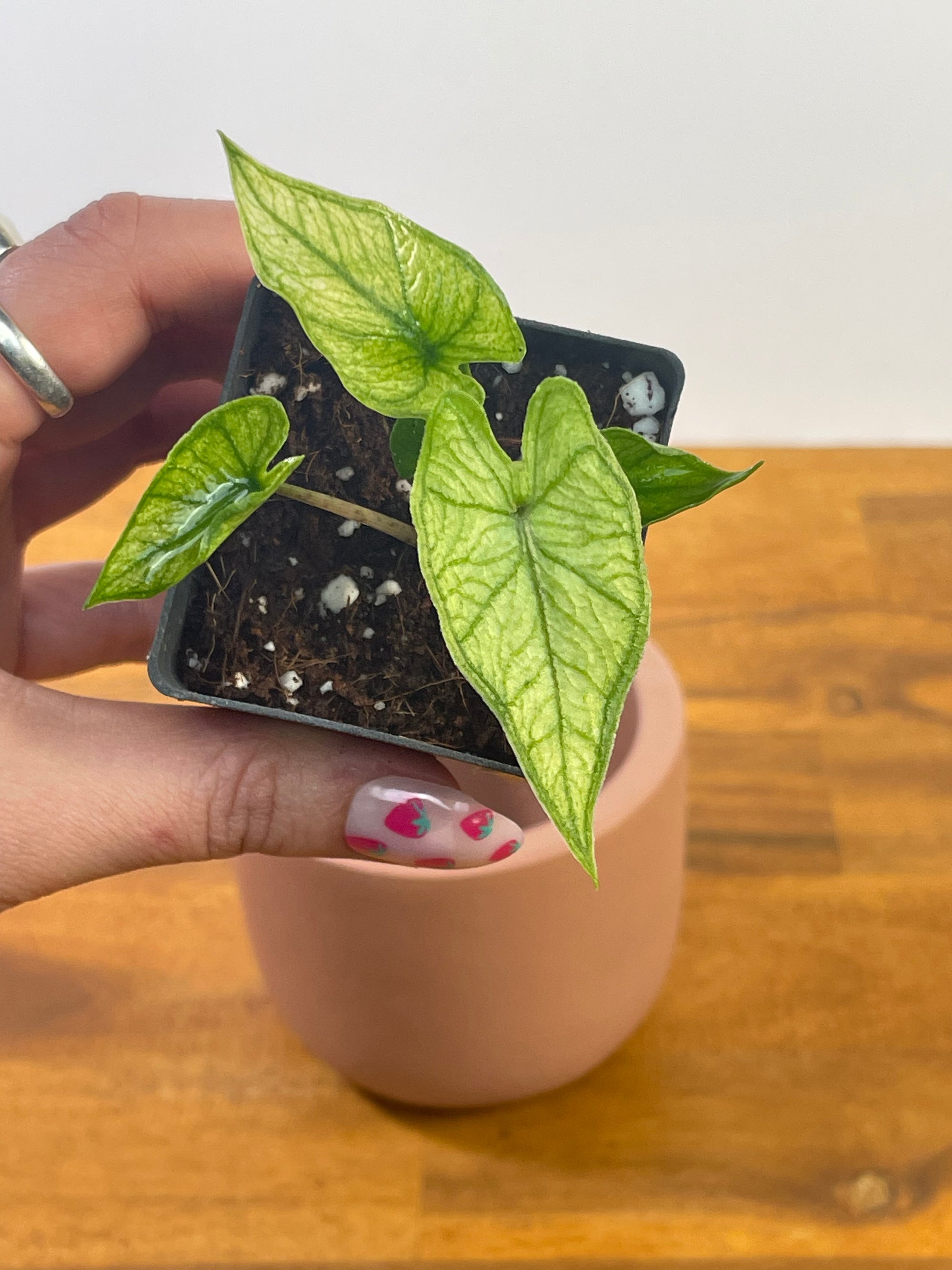 Alocasia Jacklyn Mint/Ghost- Plant C