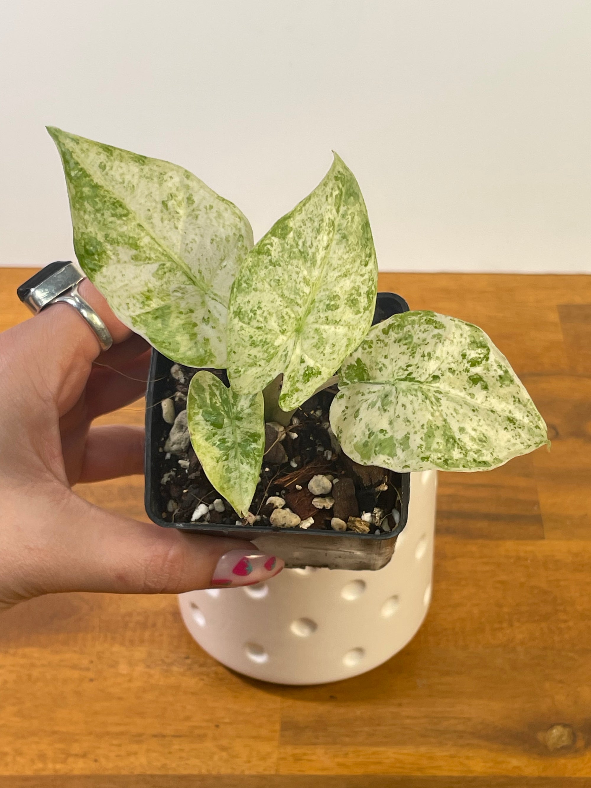 Alocasia Odora ‘Batik’