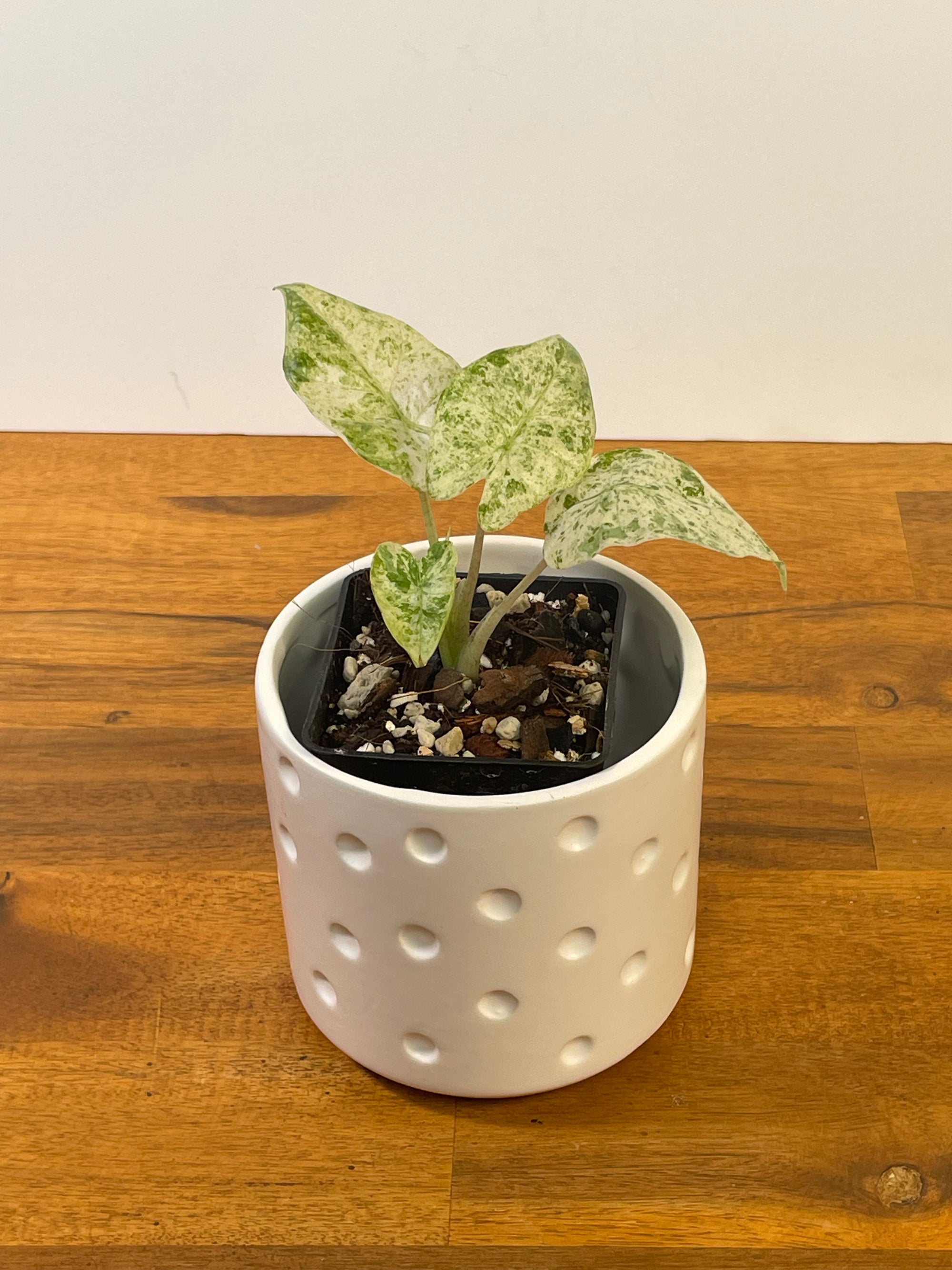 Alocasia Odora ‘Batik’
