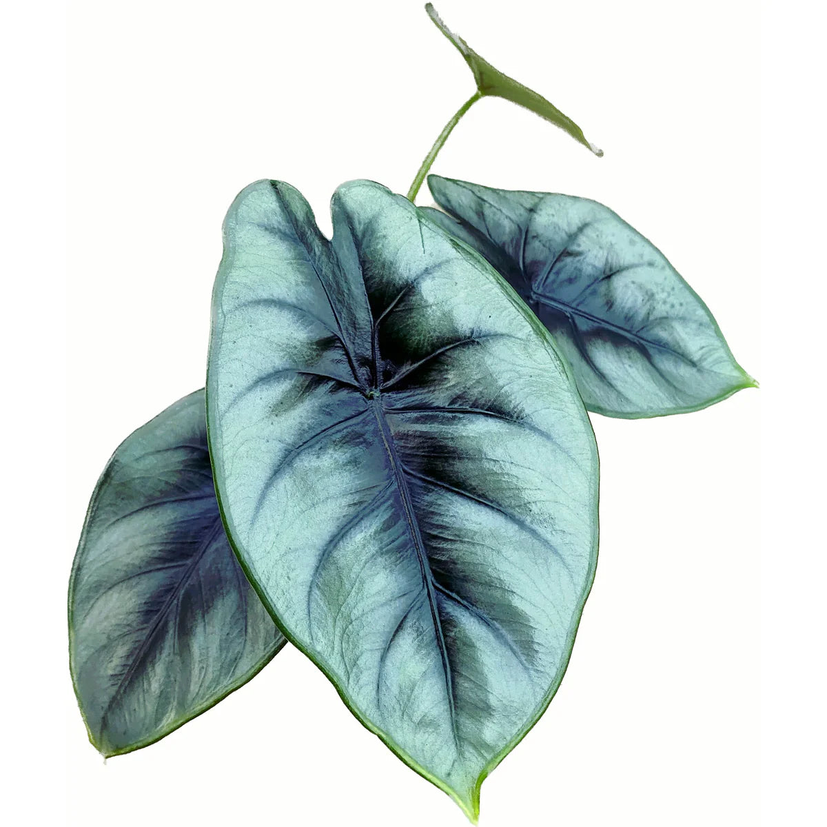 Alocasia Reversa