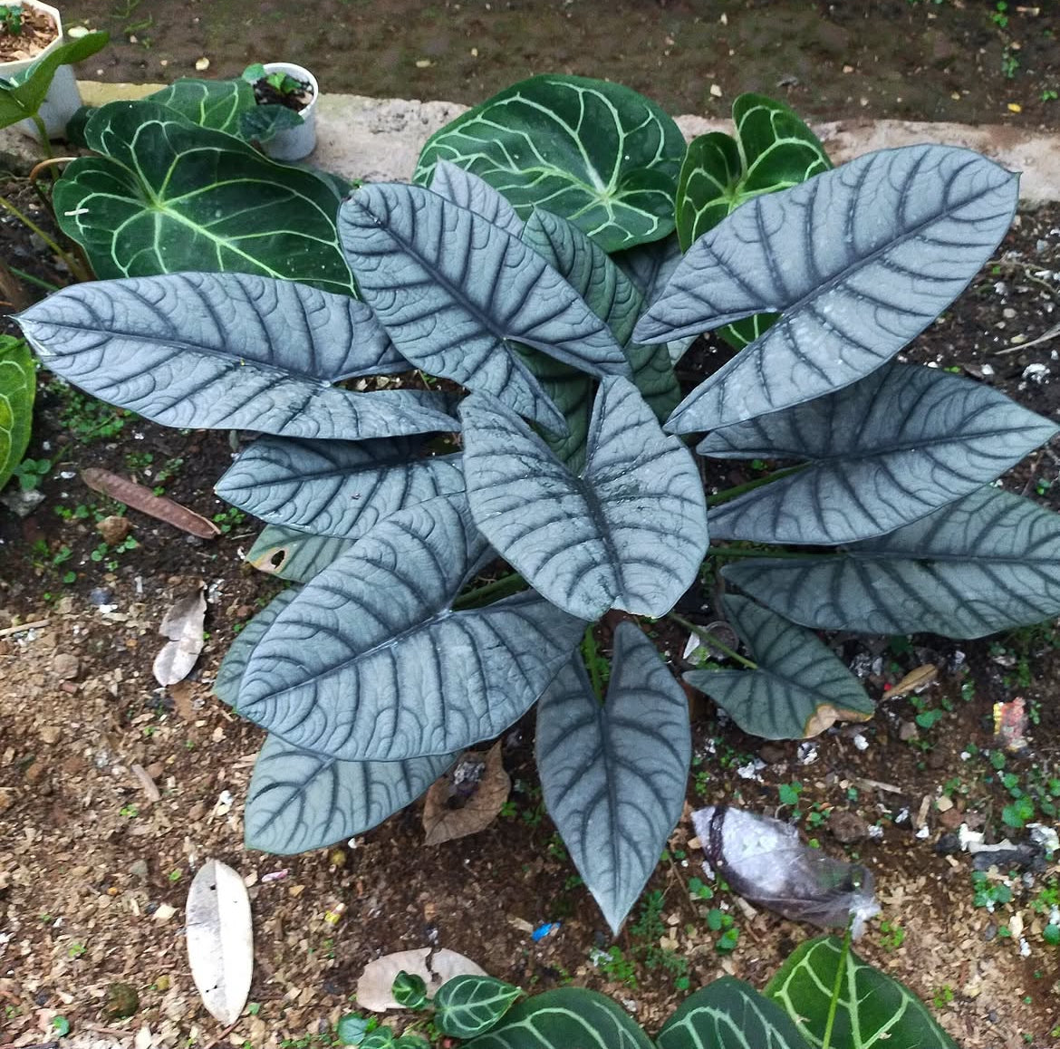 Alocasia Reginae