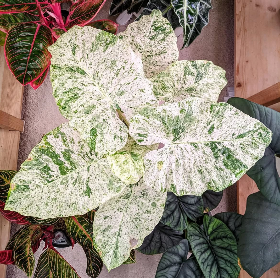 Alocasia Odora ‘Batik’