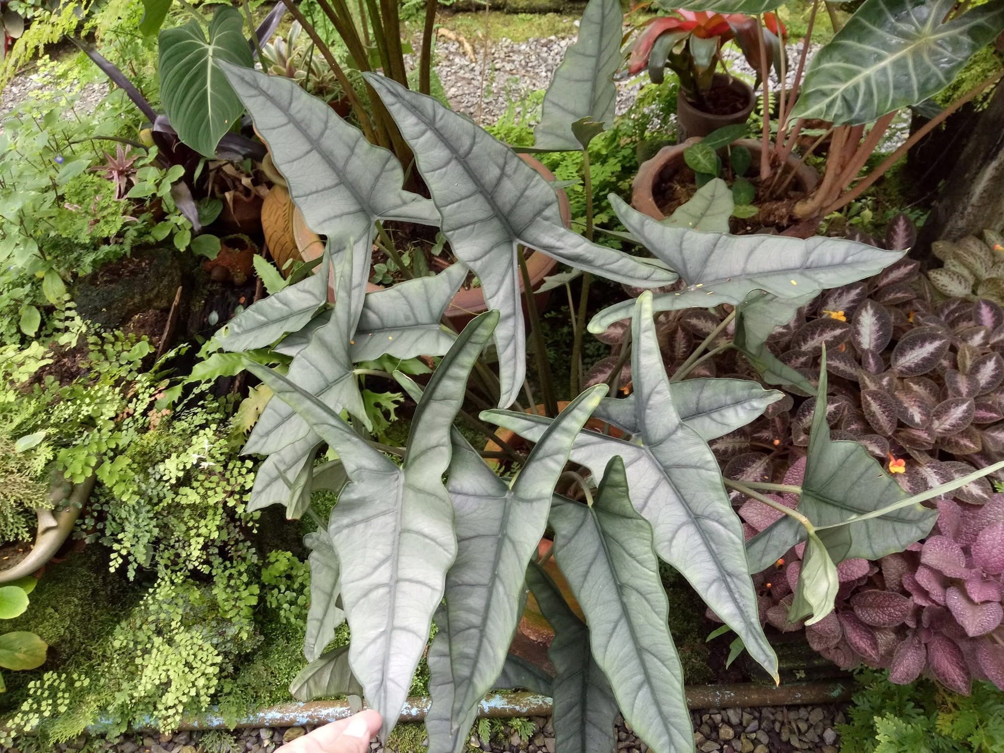 Alocasia Hererophylla ‘Metallic Blue’