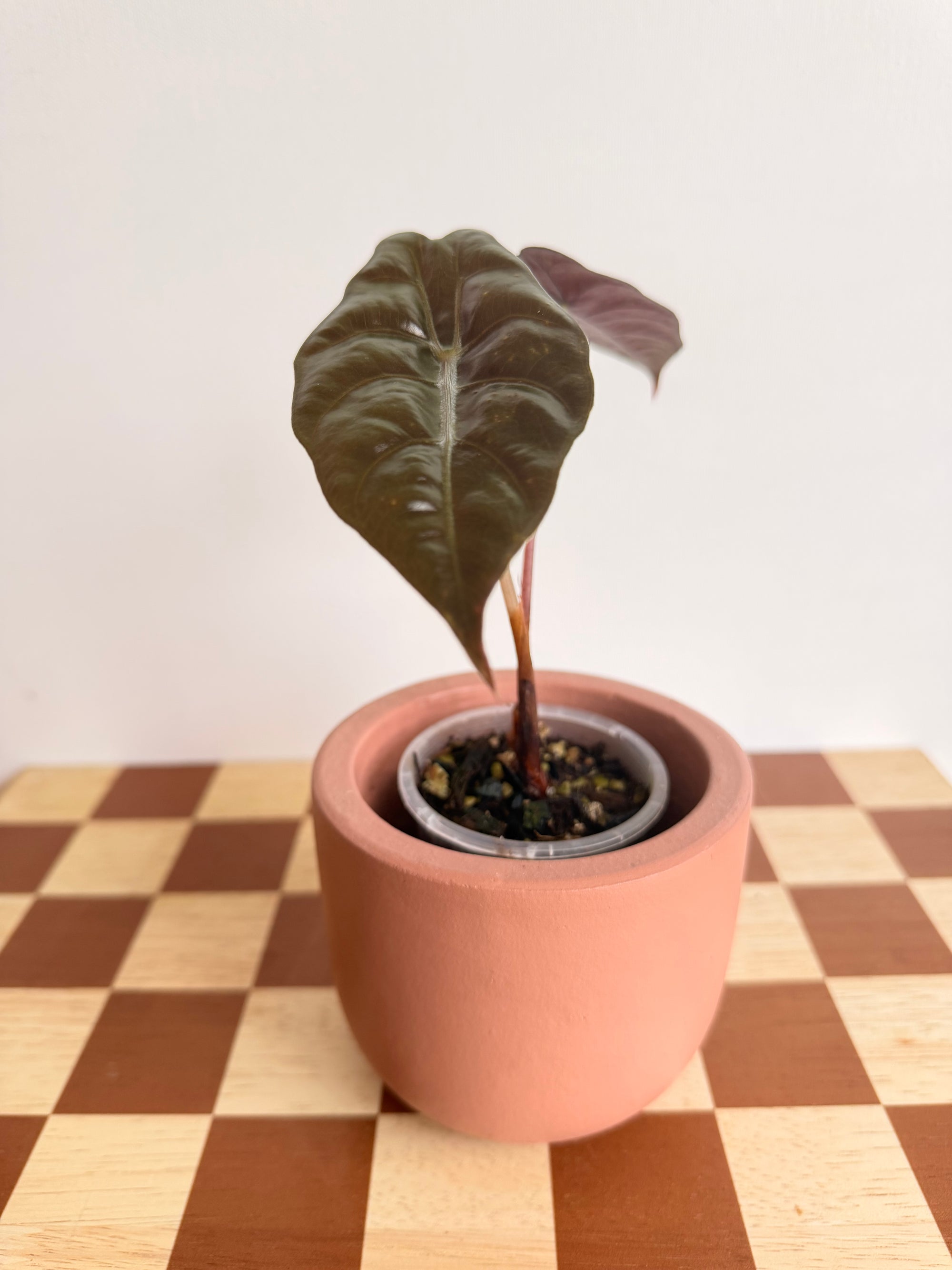 Alocasia Chantrieri