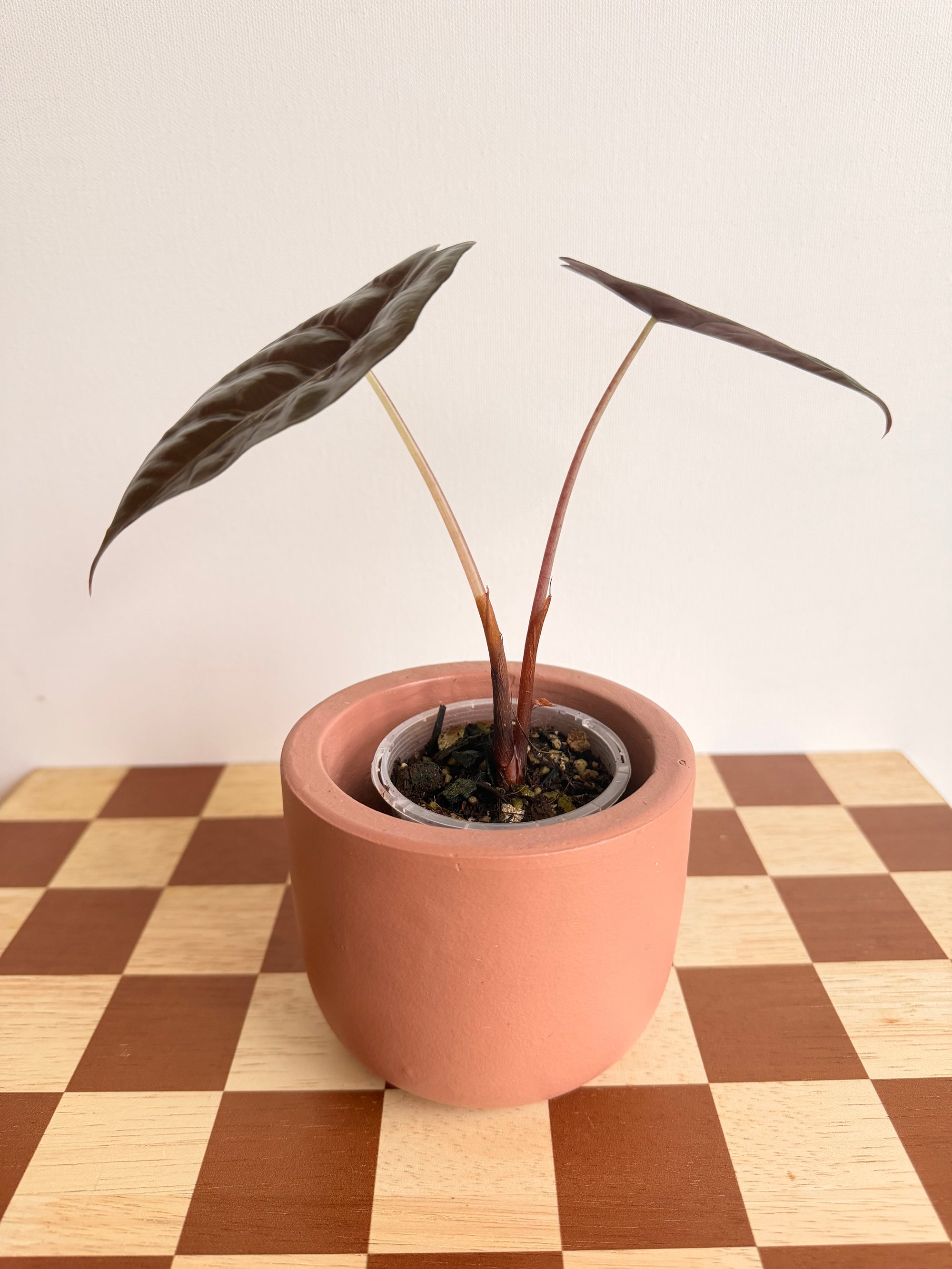 Alocasia Chantrieri