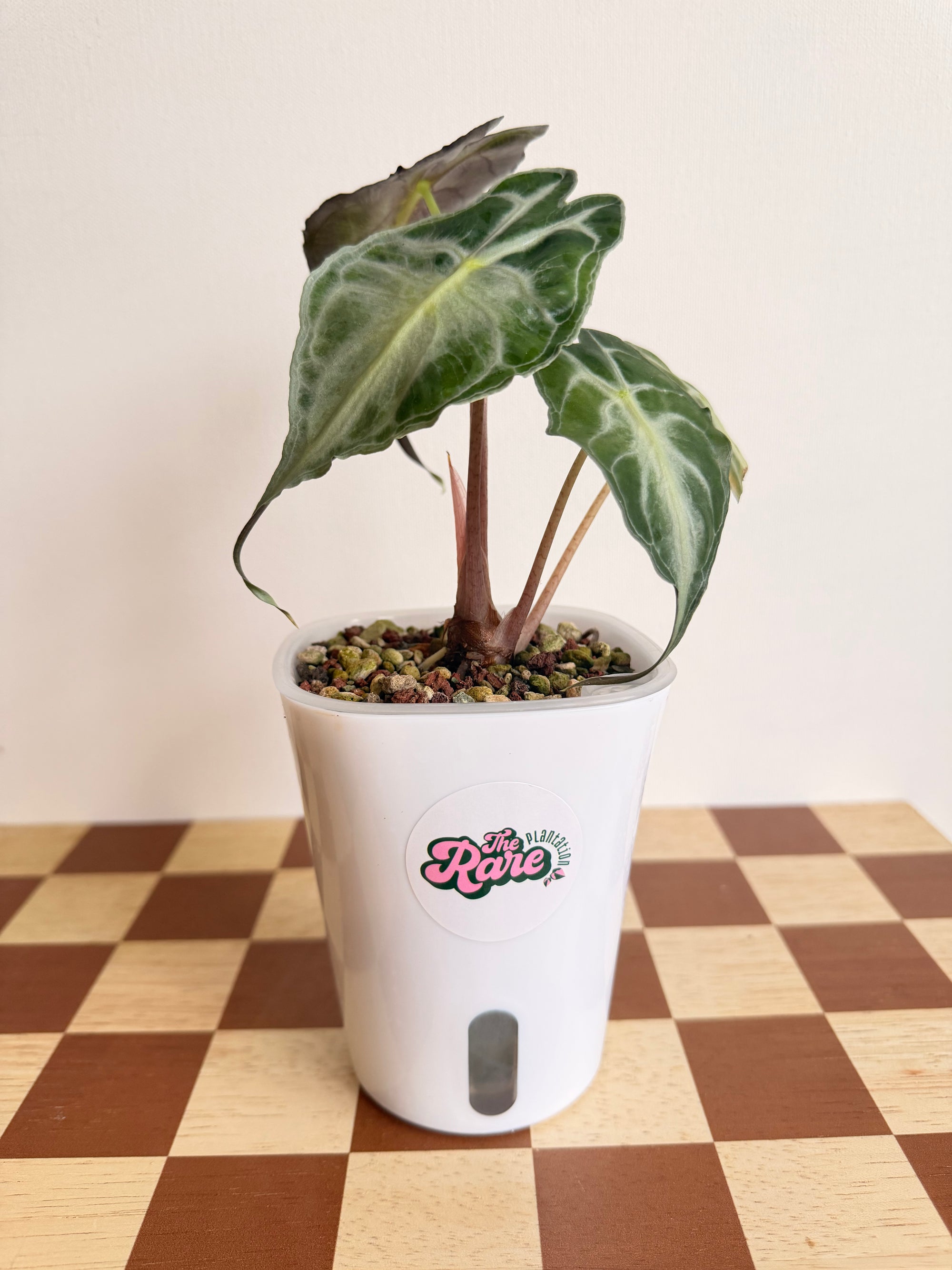 Alocasia Venom in Pon-Plant A