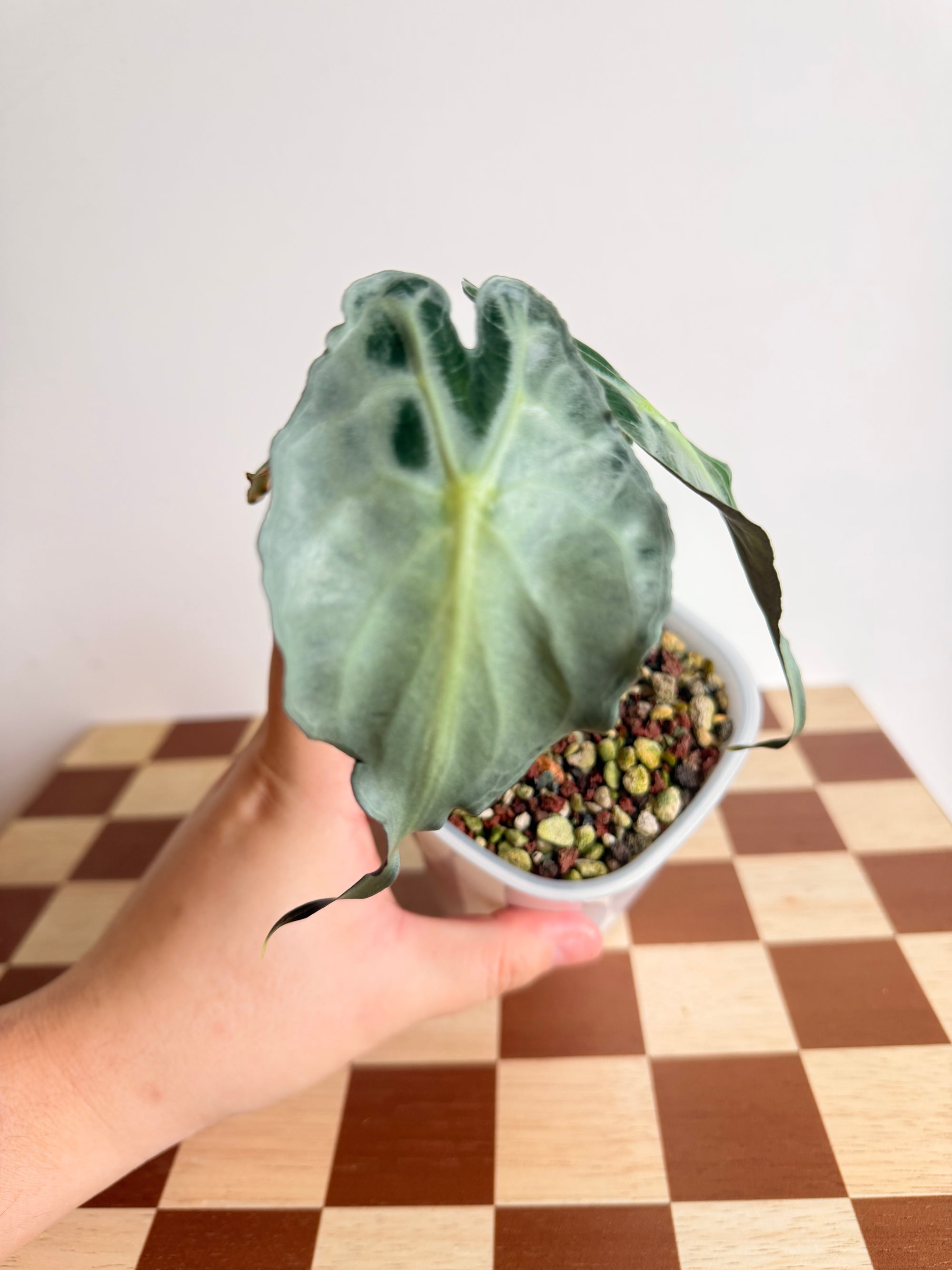 Alocasia Venom in Pon-Plant A